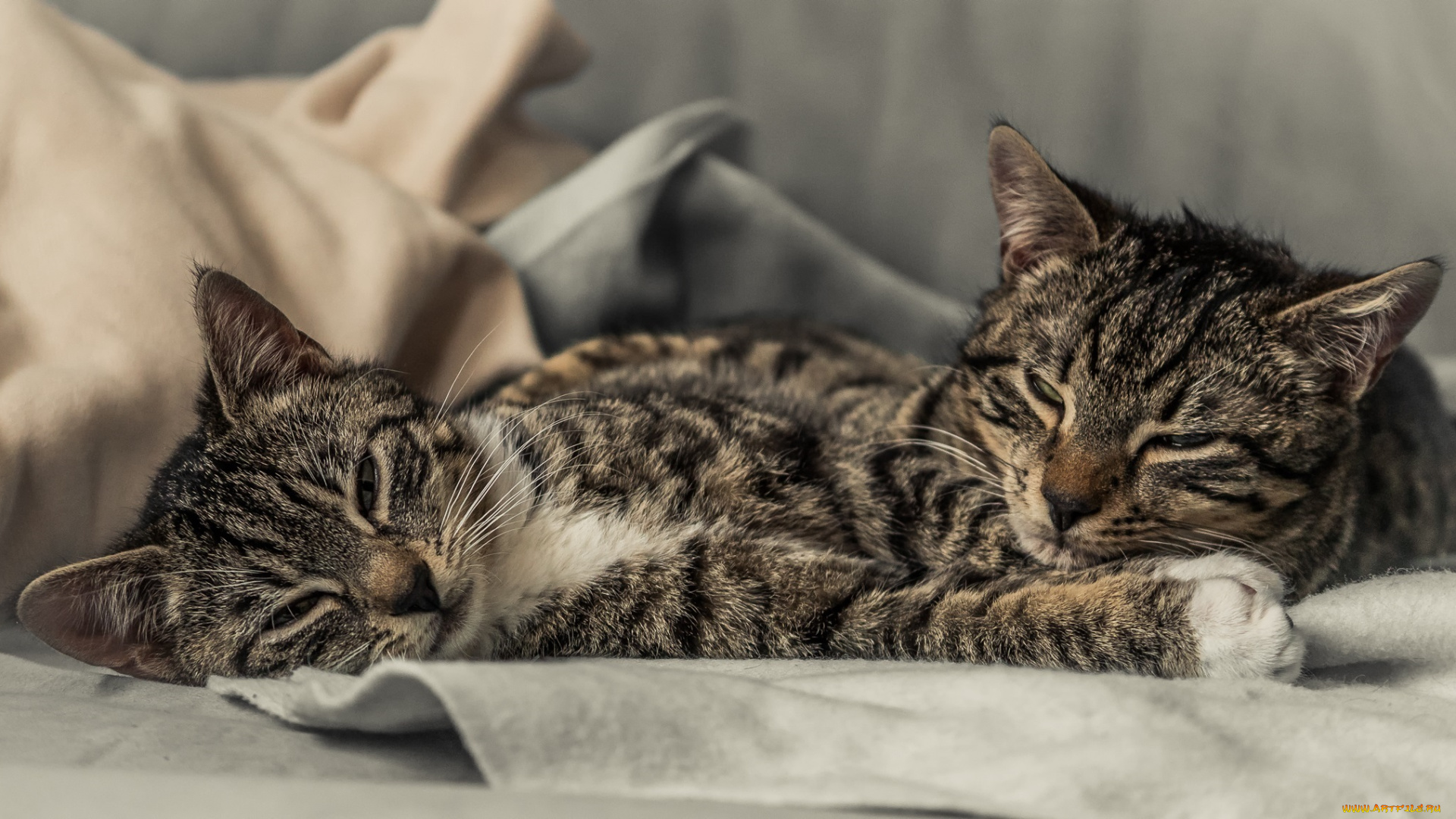 животные, коты, парочка, котята