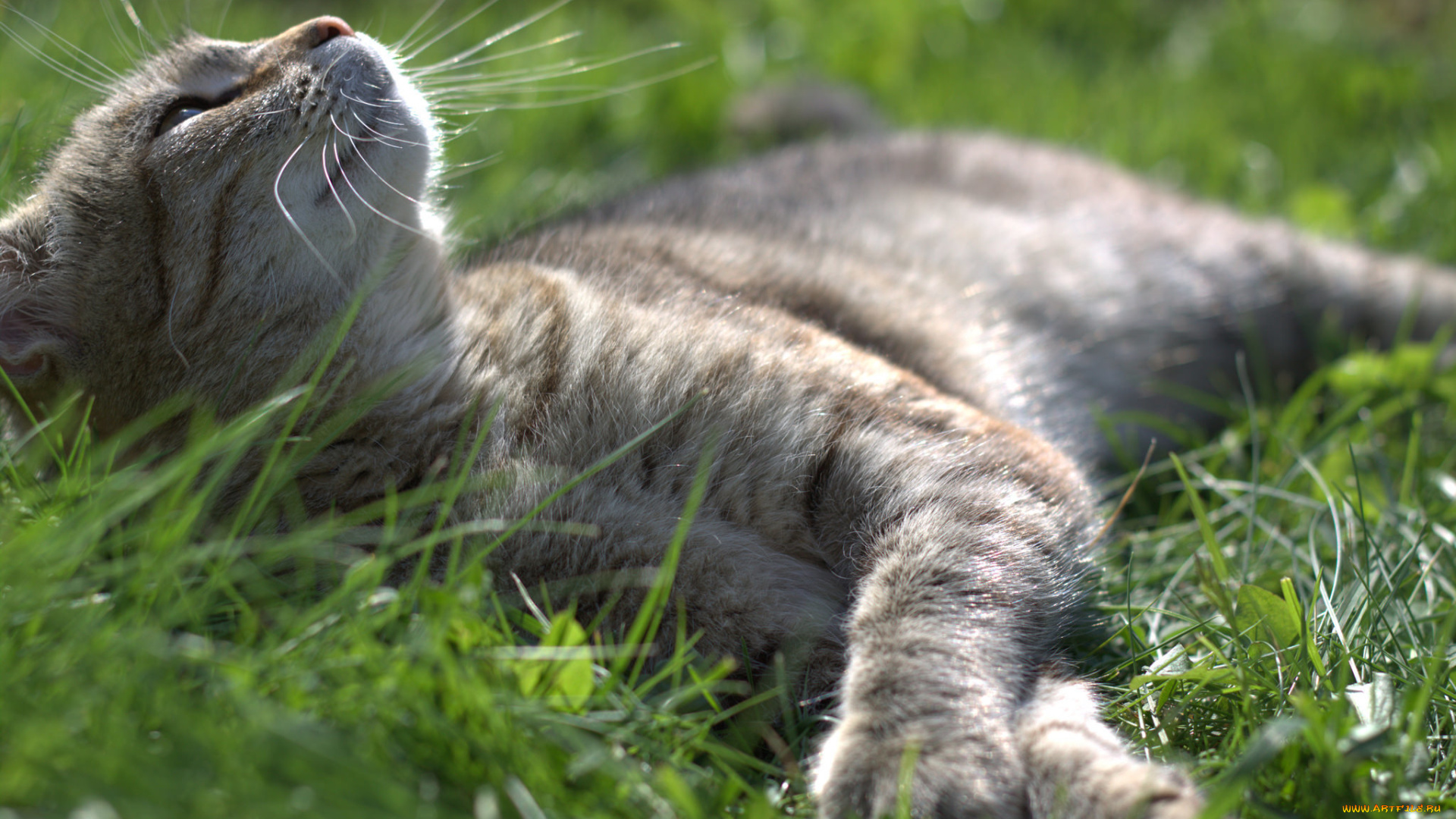 животные, коты, травка, лежит, котяра, кошак, кот