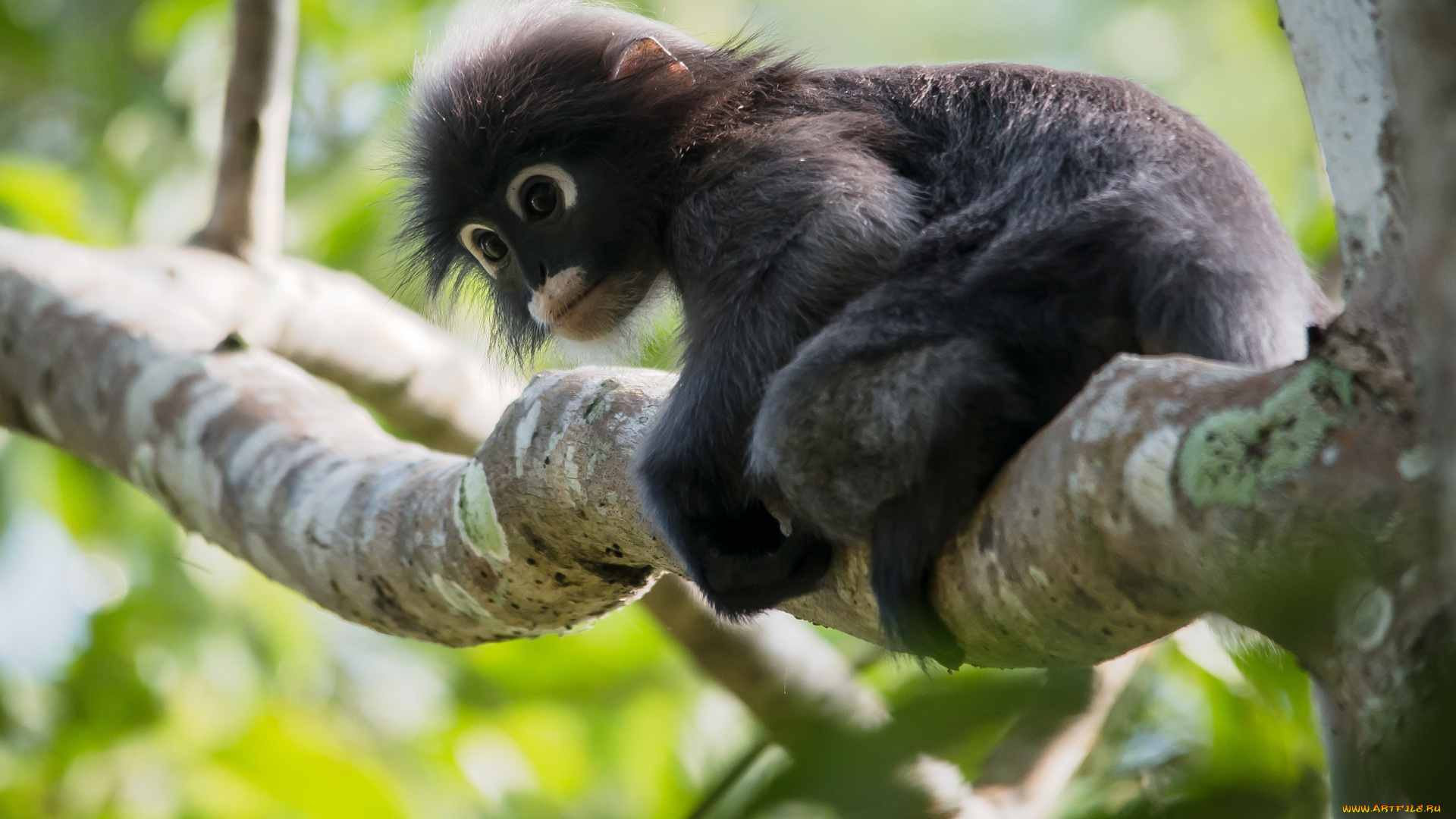 животные, обезьяны, обезьяна, дерево, животное