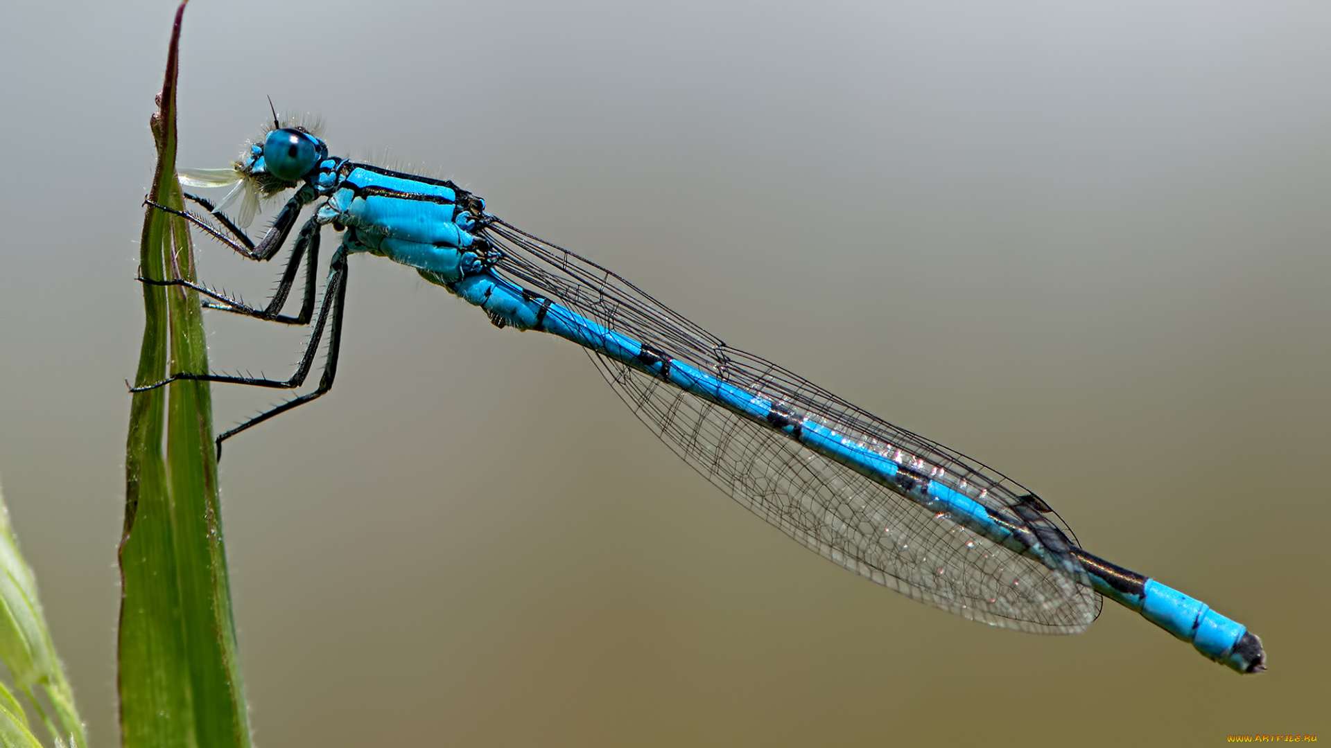 животные, стрекозы, крылья, стрекоза