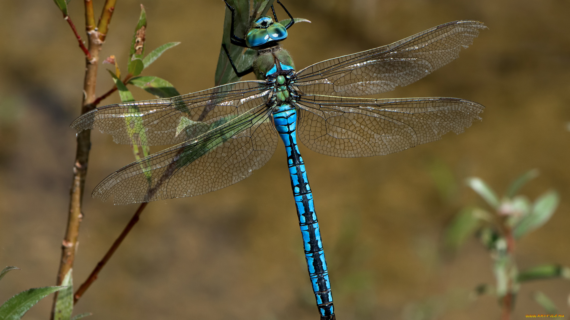 животные, стрекозы, крылья, стрекоза