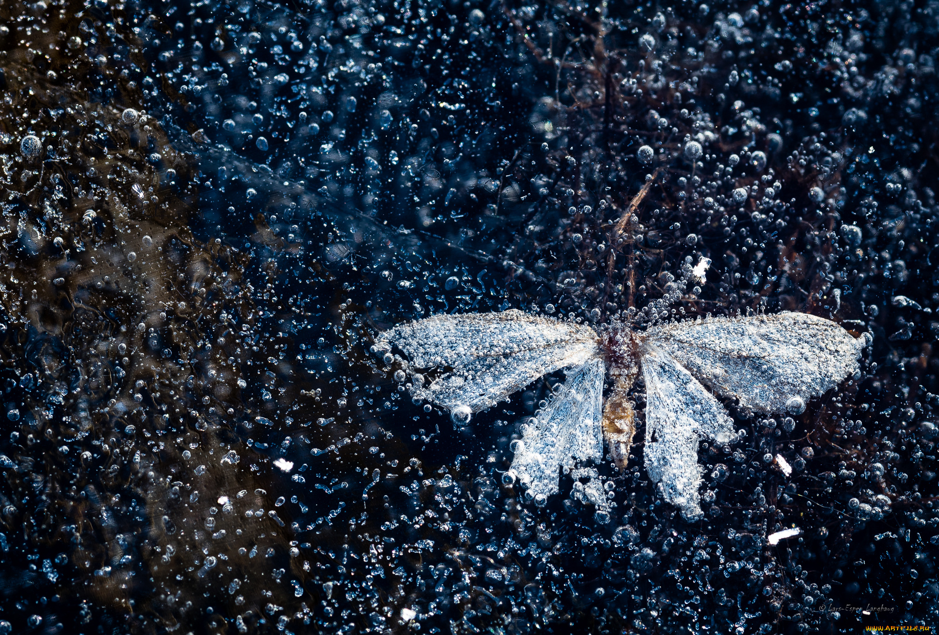 разное, текстуры, бабочка, пузырьки, воздуха, лед