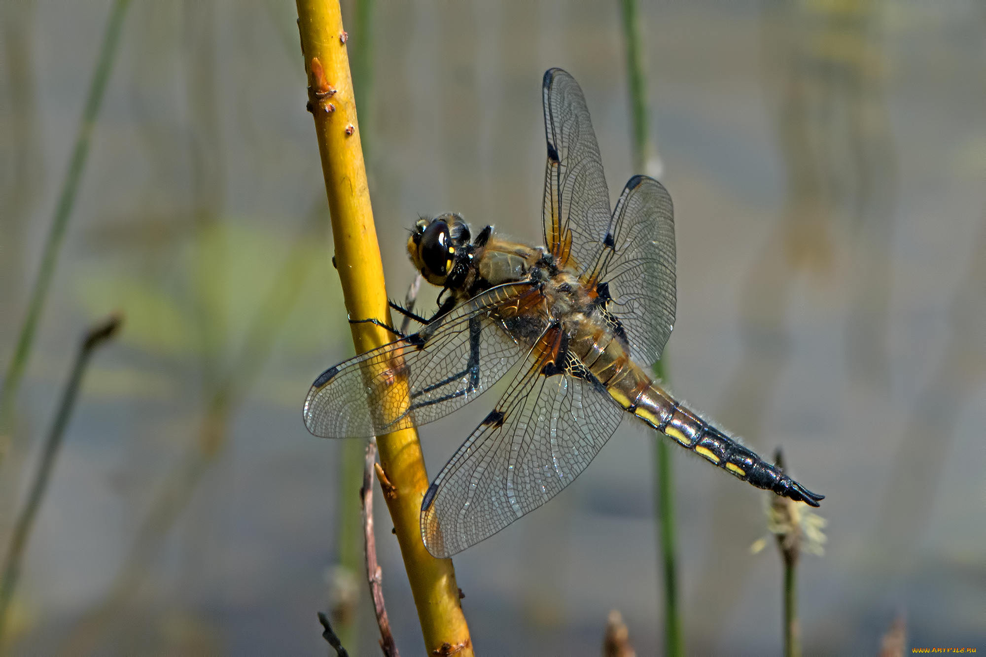 животные, стрекозы, крылья, стрекоза