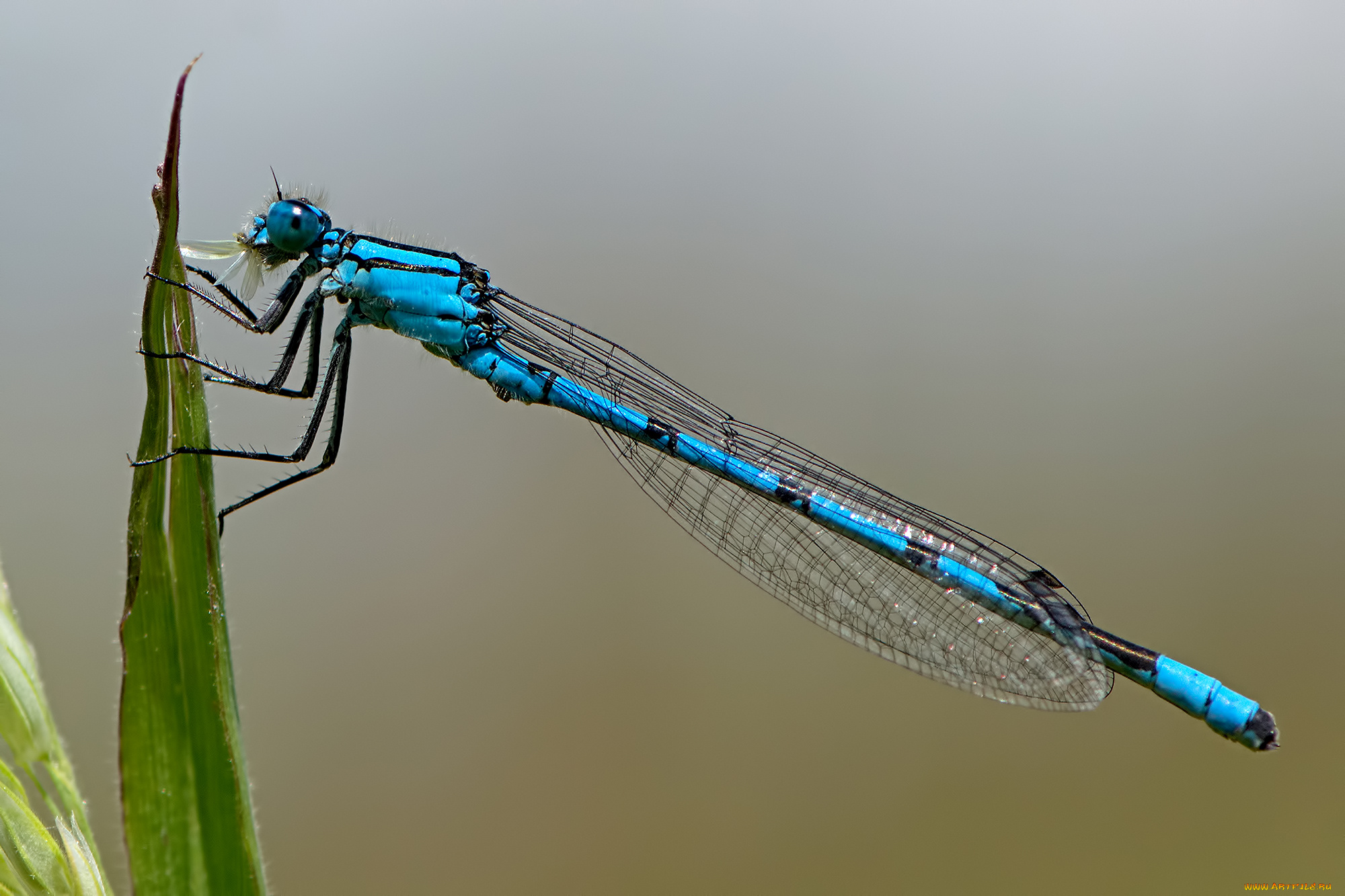 животные, стрекозы, крылья, стрекоза