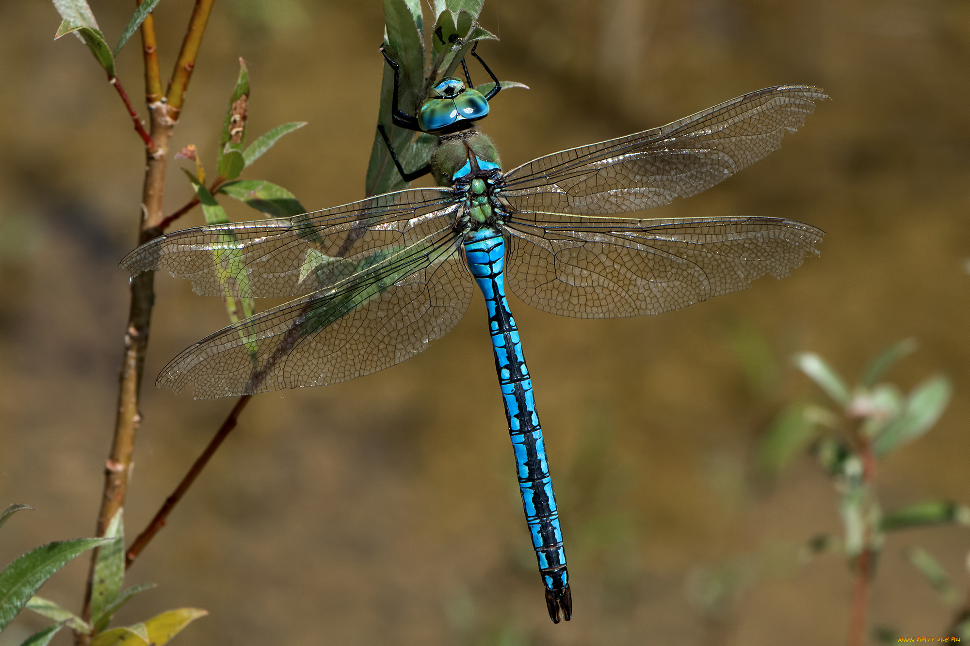 животные, стрекозы, крылья, стрекоза