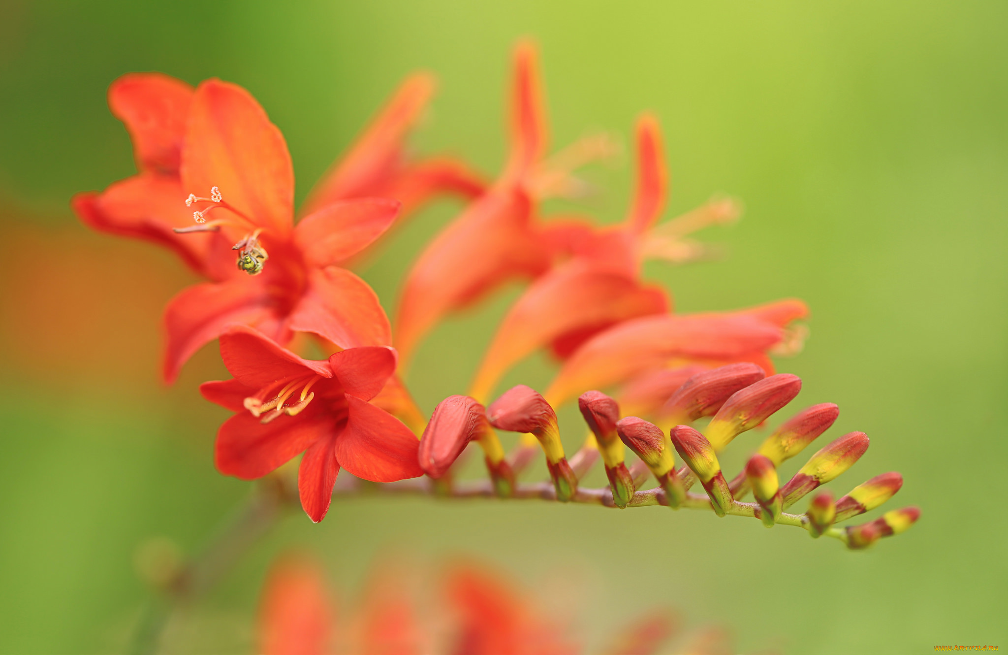 цветы, лилии, , лилейники, фон