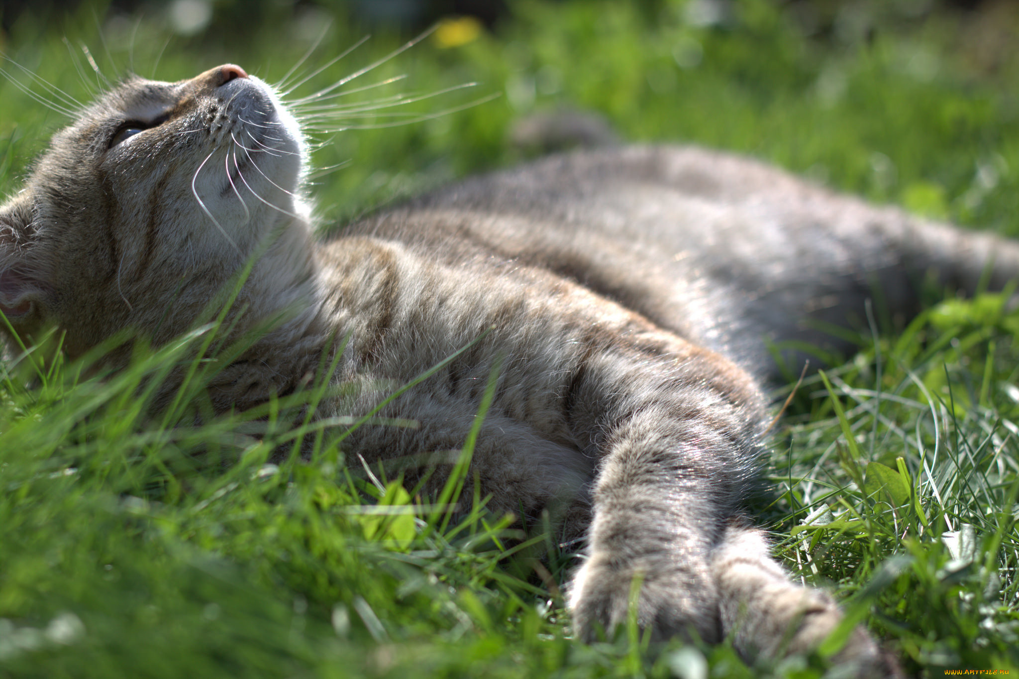 животные, коты, травка, лежит, котяра, кошак, кот