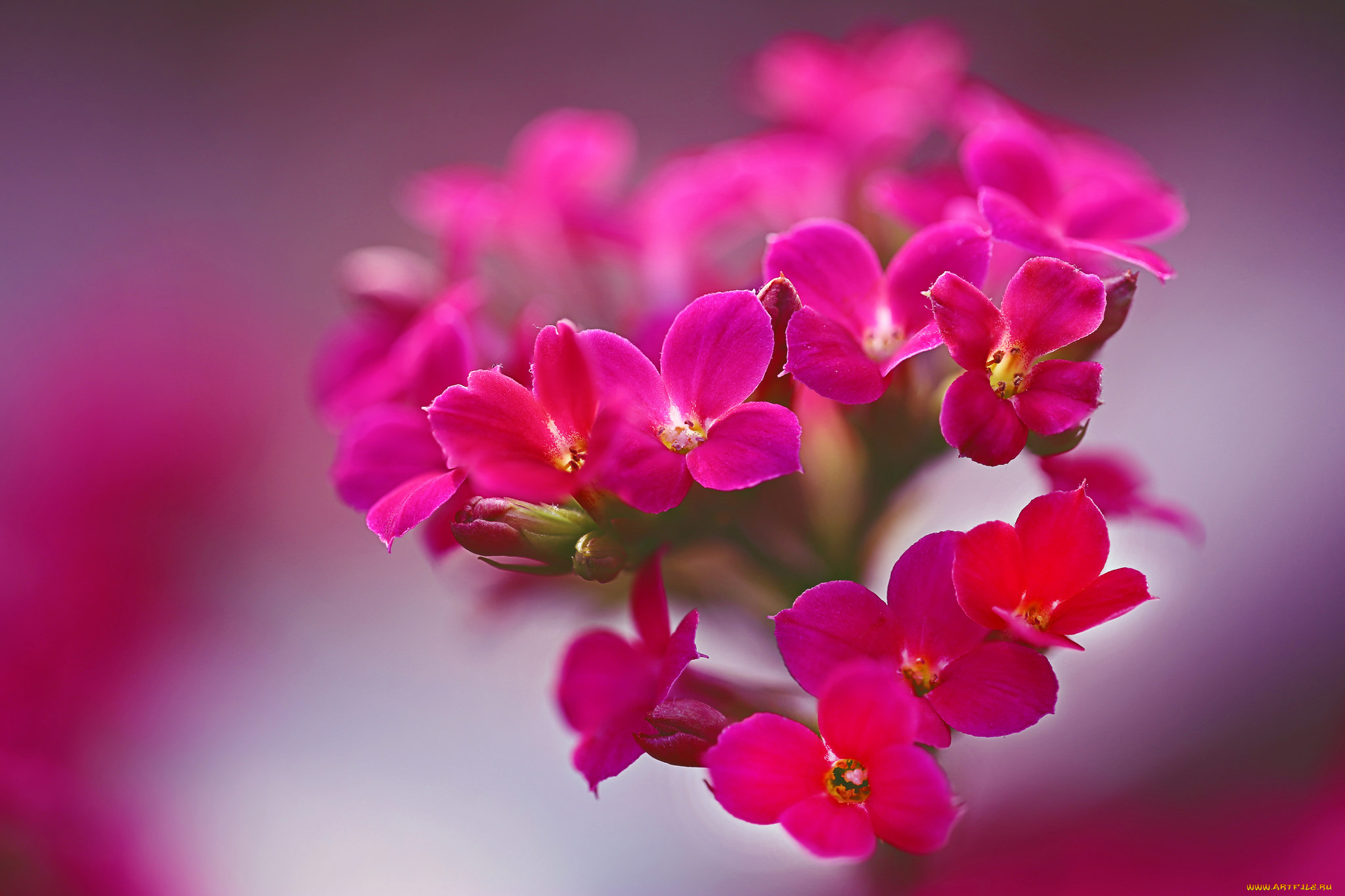 цветы, цвет, яркие, красота, фон, макро