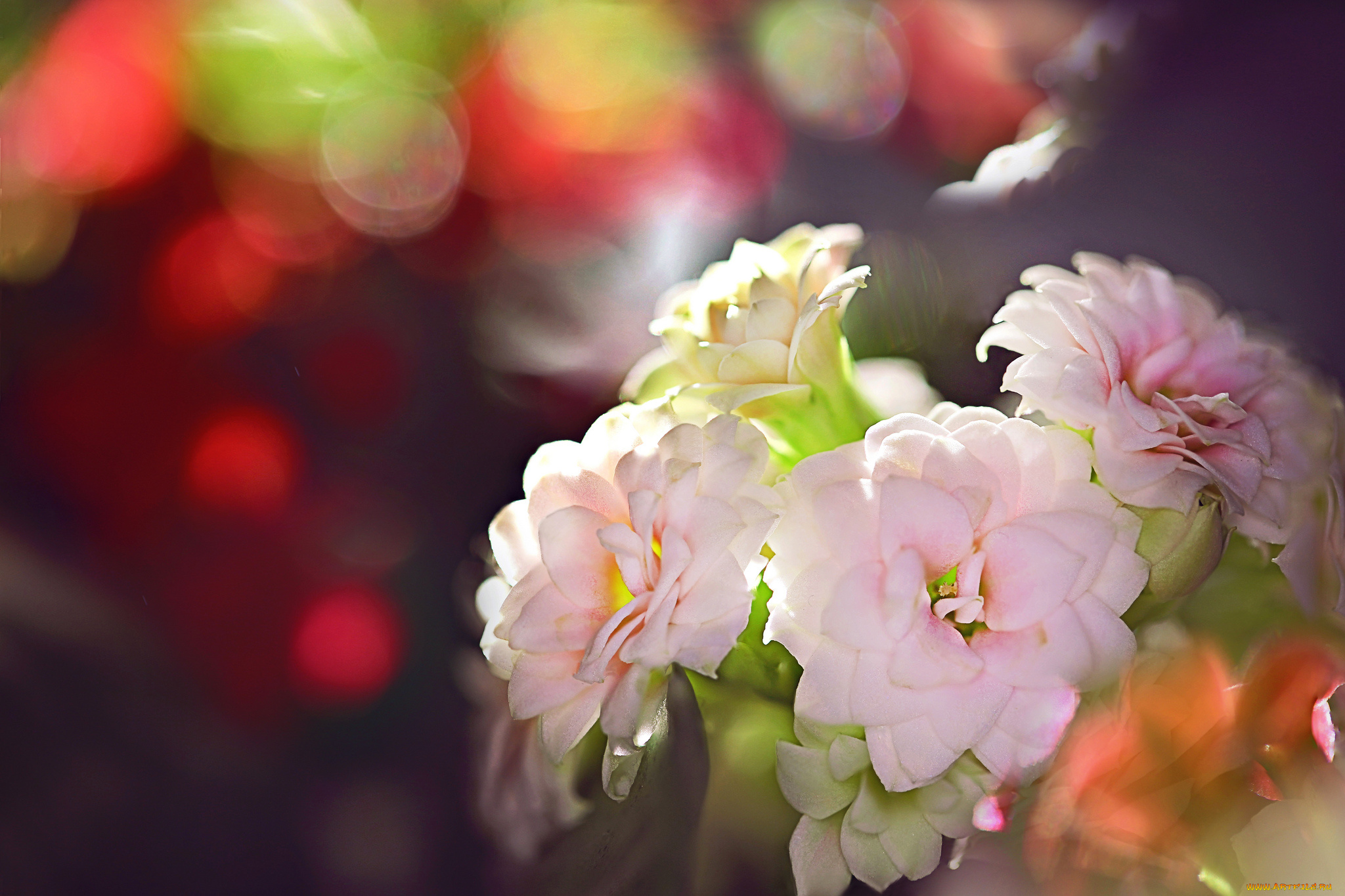 цветы, кактусы, макро, красота, цветение, кактус