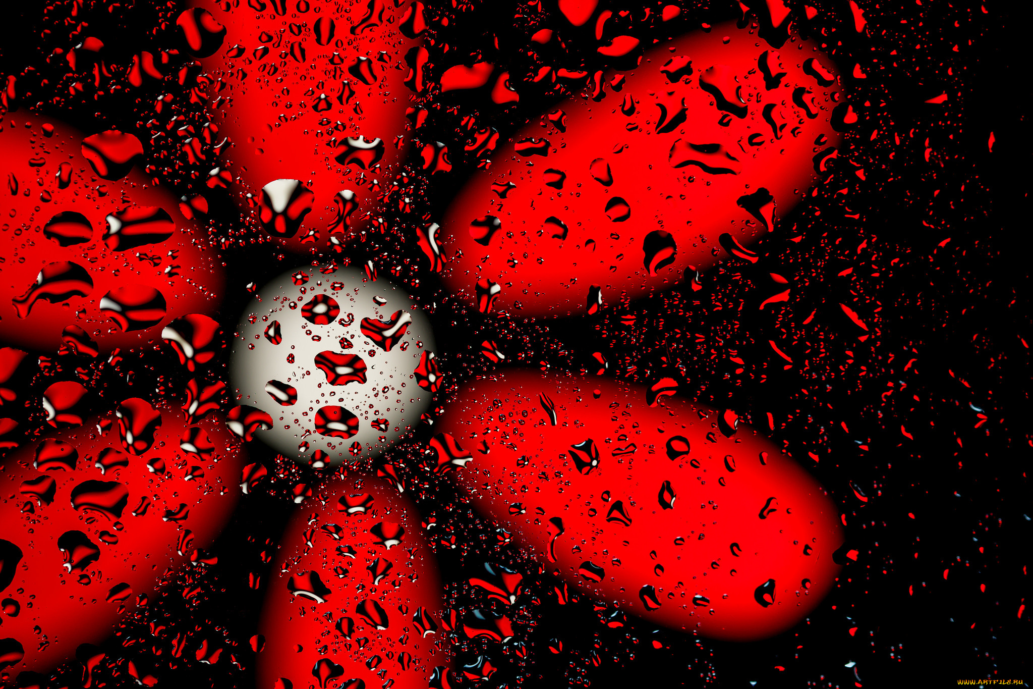 разное, капли, , брызги, , всплески, красный, цветок, блик, фон, цвет