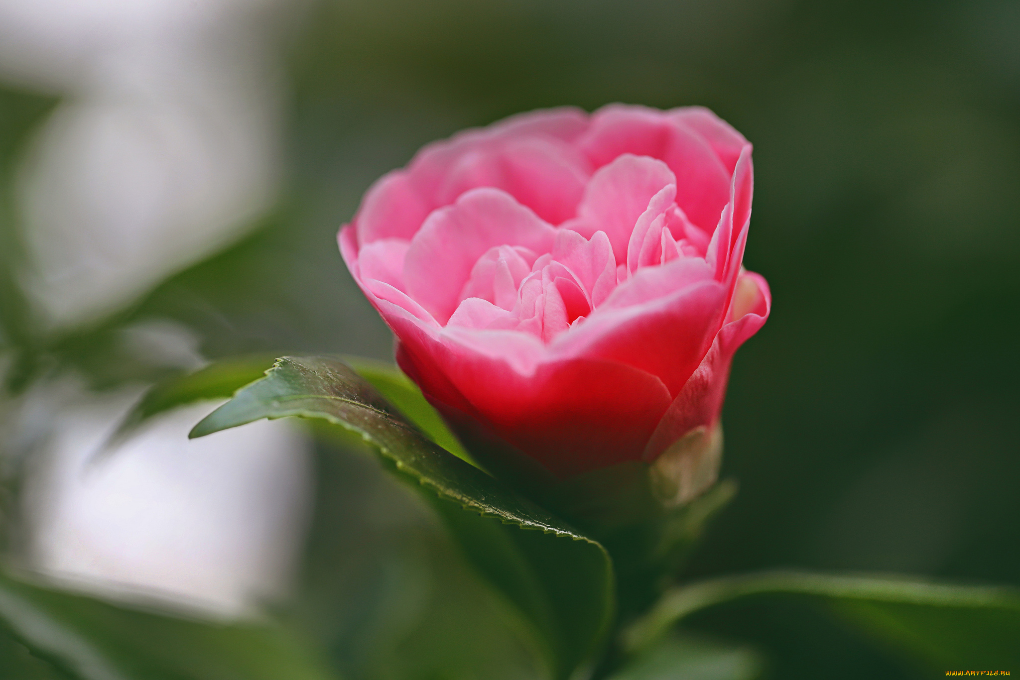 цветы, камелии, цветок, фон, макро, камелия