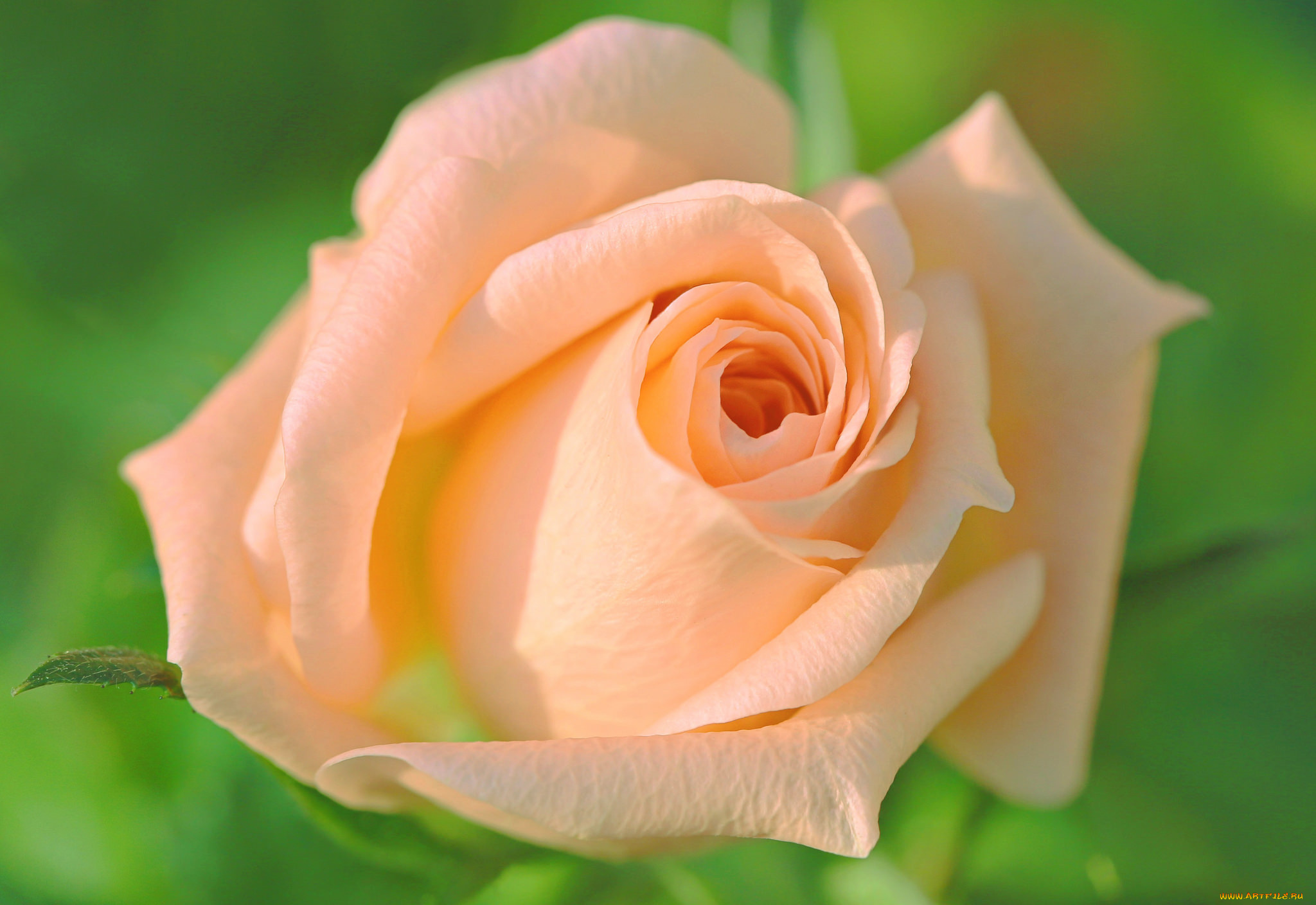 цветы, розы, роза, фон