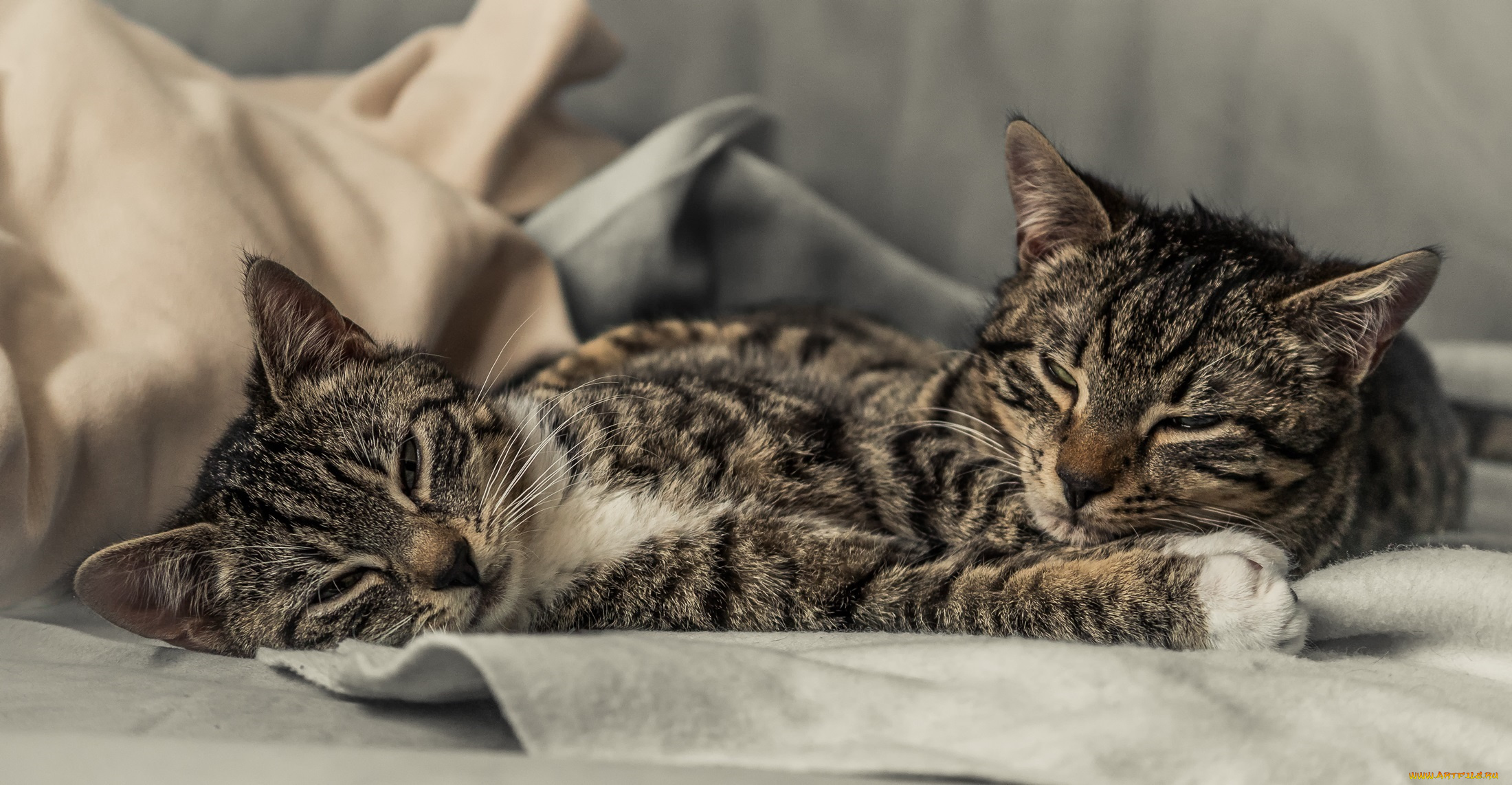 животные, коты, парочка, котята