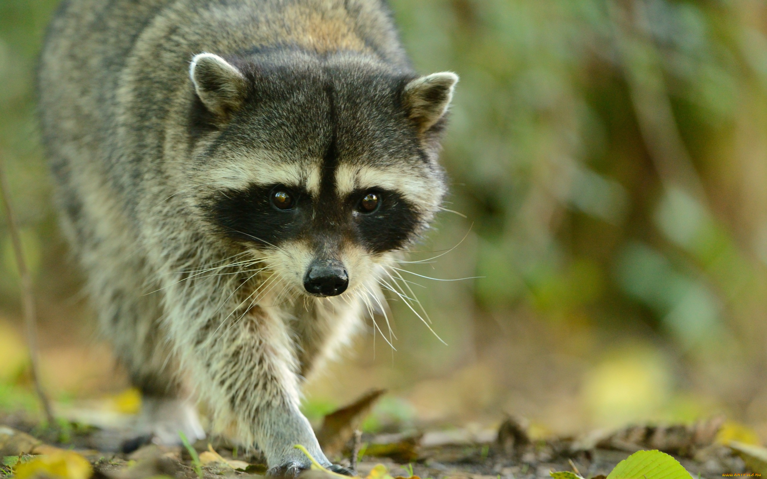 животные, еноты, морда, ушки, взгляд, енот