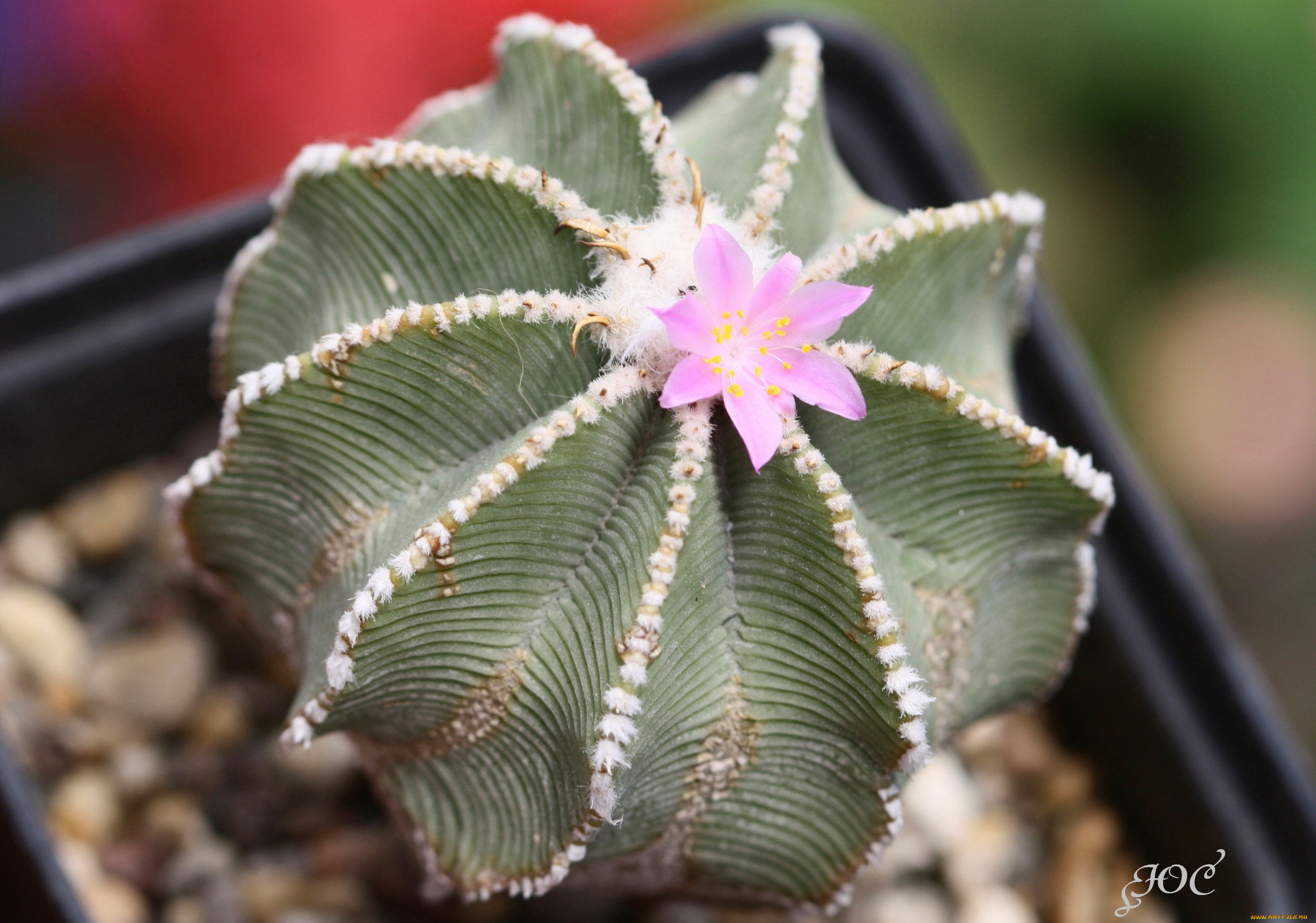 цветы, кактусы, кактус, колючки, красота