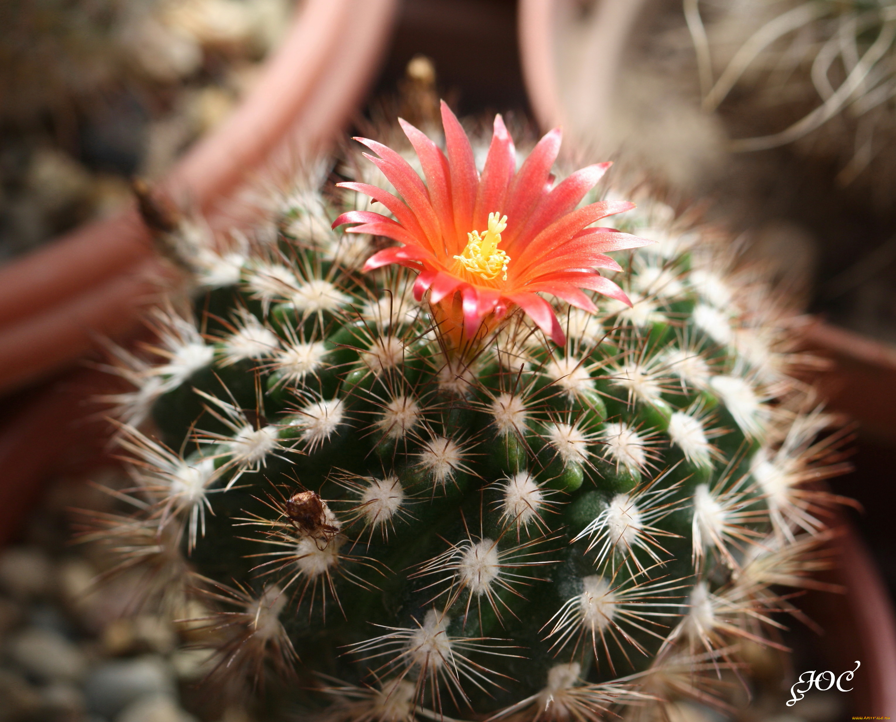 цветы, кактусы, колючки, красота, кактус