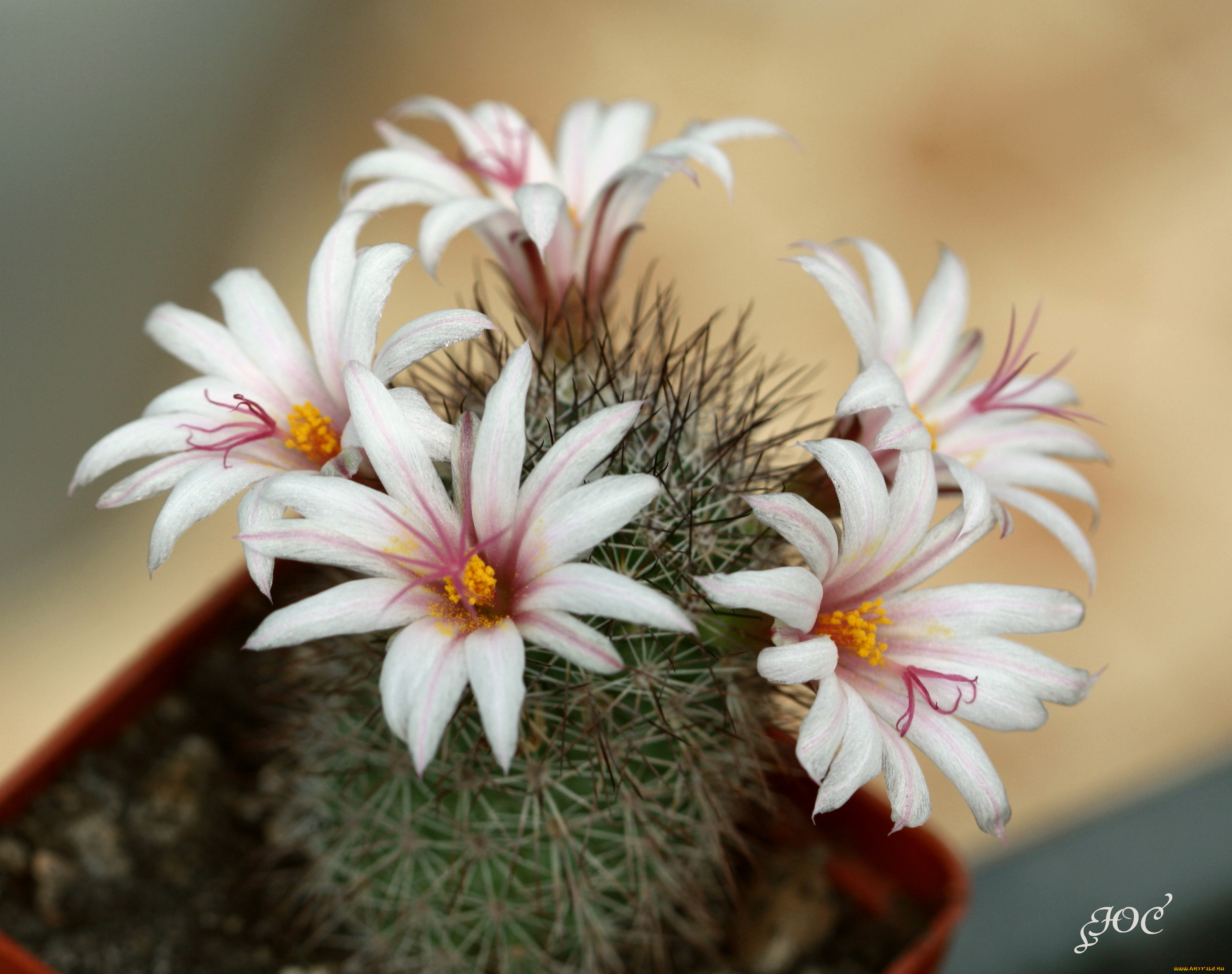 цветы, кактусы, кактус, колючки, красота