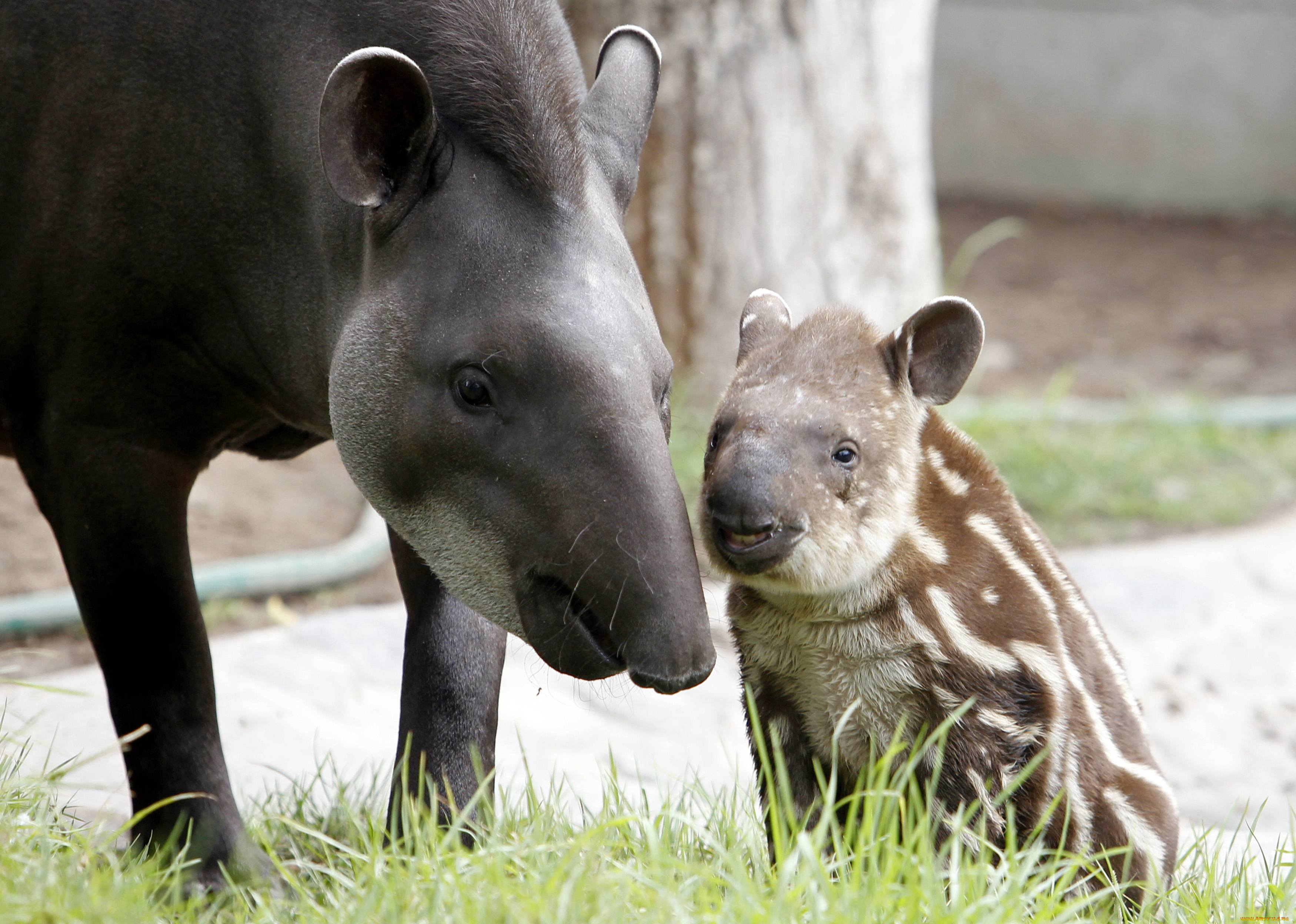 тапиры, животные, мама, и, малыш