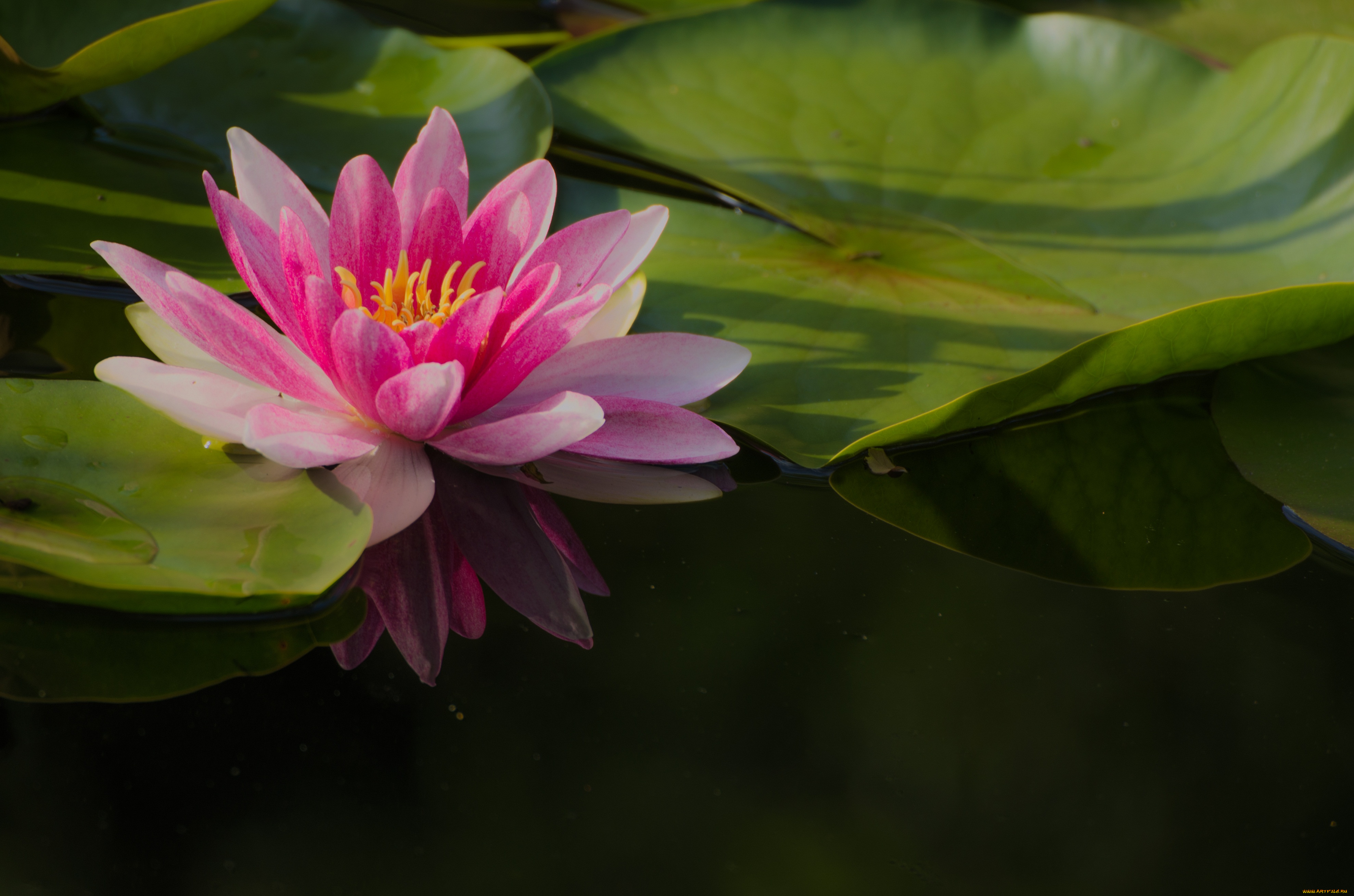 цветы, лотосы, цветение, цветок, листья, лепестки, лотос