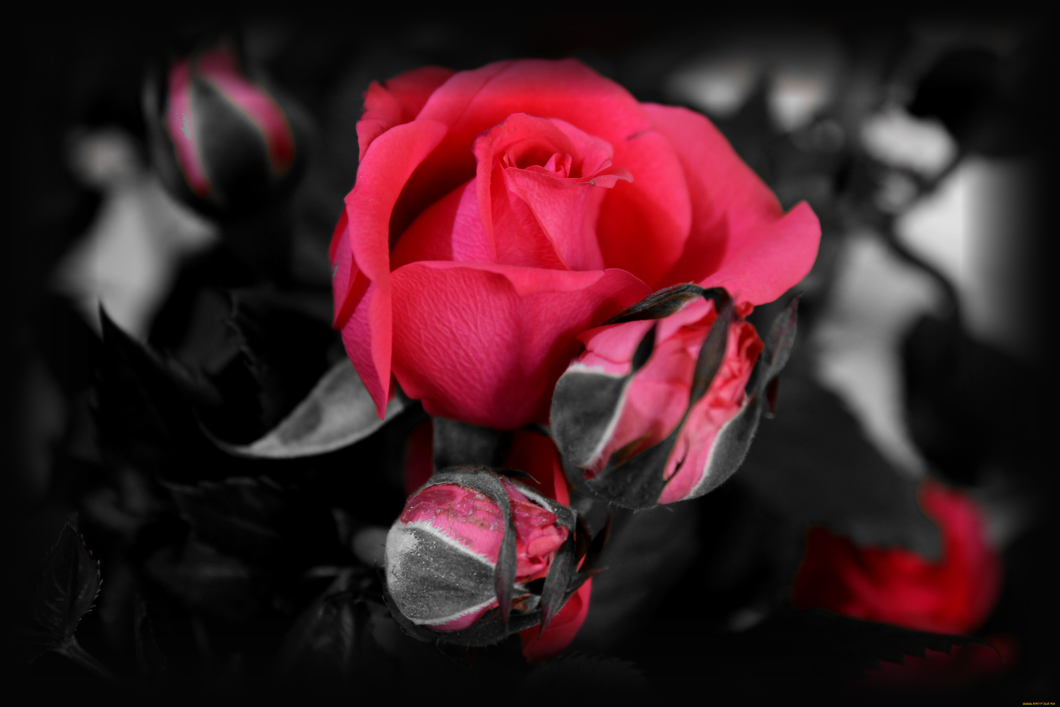 цветы, розы, лепестки, blossoms, роза, бутон, leaves, petals, bud, rose, цветение, листья