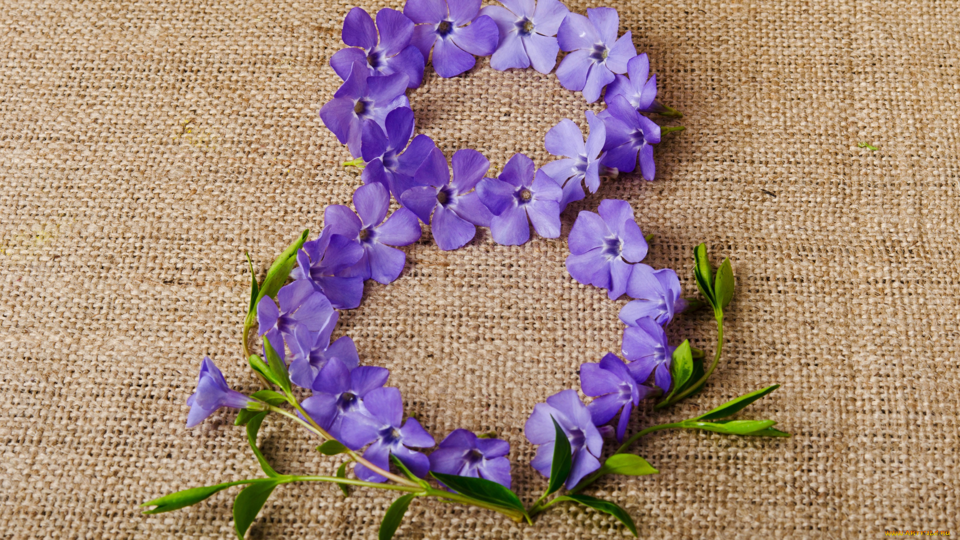 праздничные, международный, женский, день, -, 8, марта, vinca, дата, фон, барвинок, 8, марта, цифра, фиолетовые, женский, день, ткань, цветы