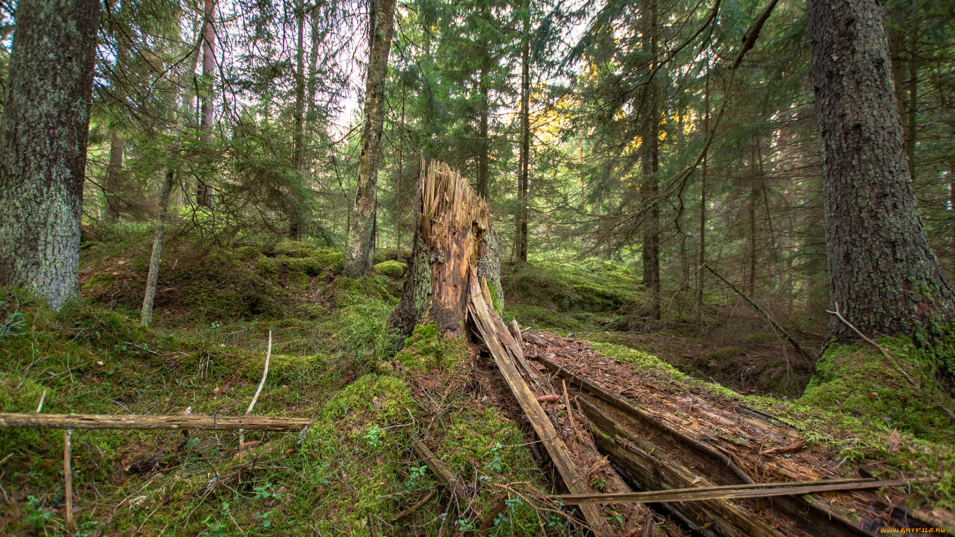 природа, лес, деревья