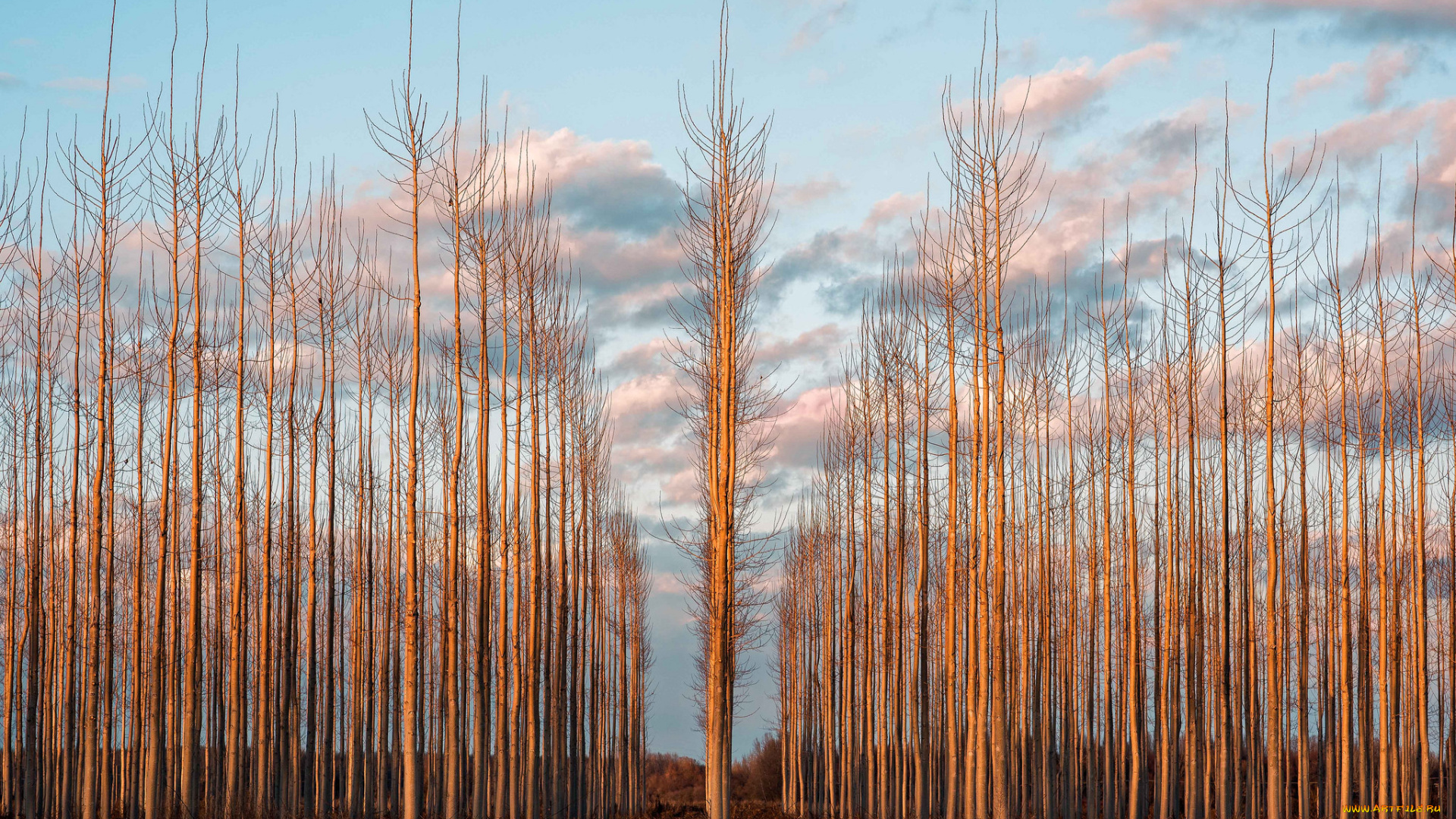 природа, лес, деревья