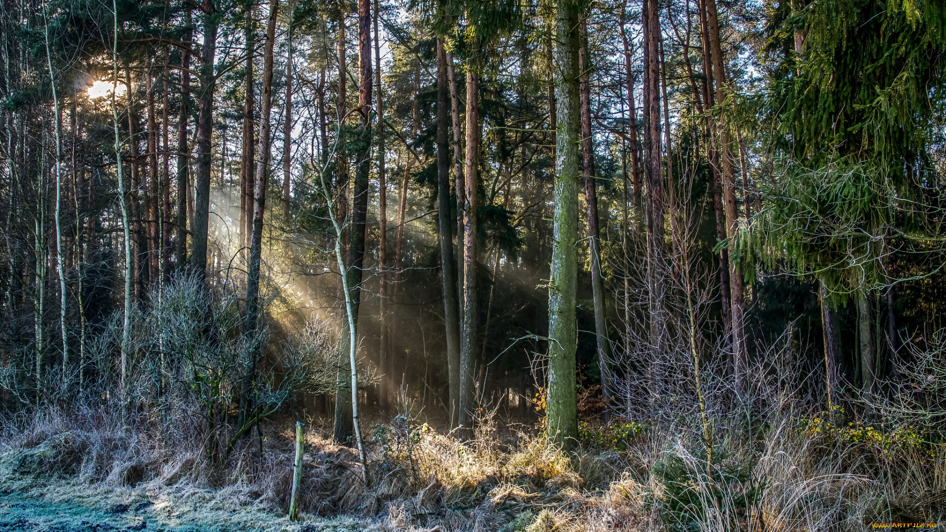 природа, лес, деревья