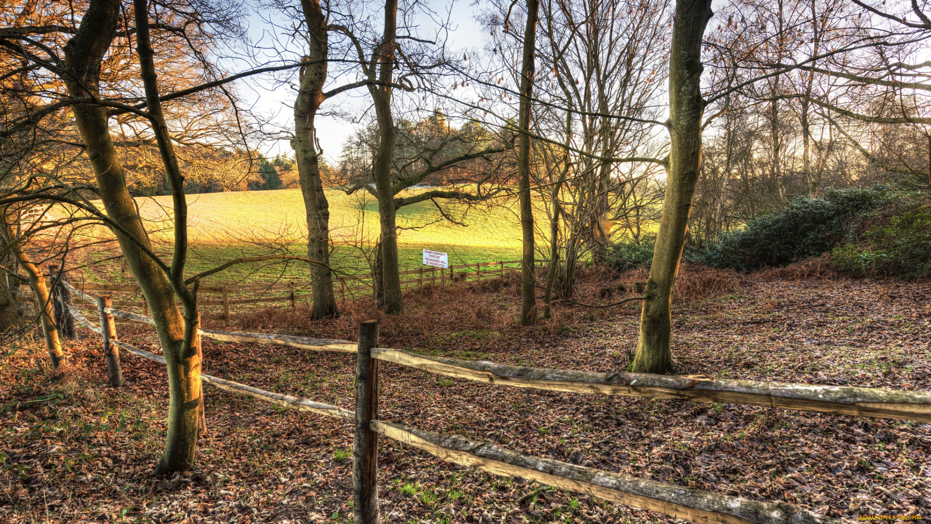 природа, лес, деревья