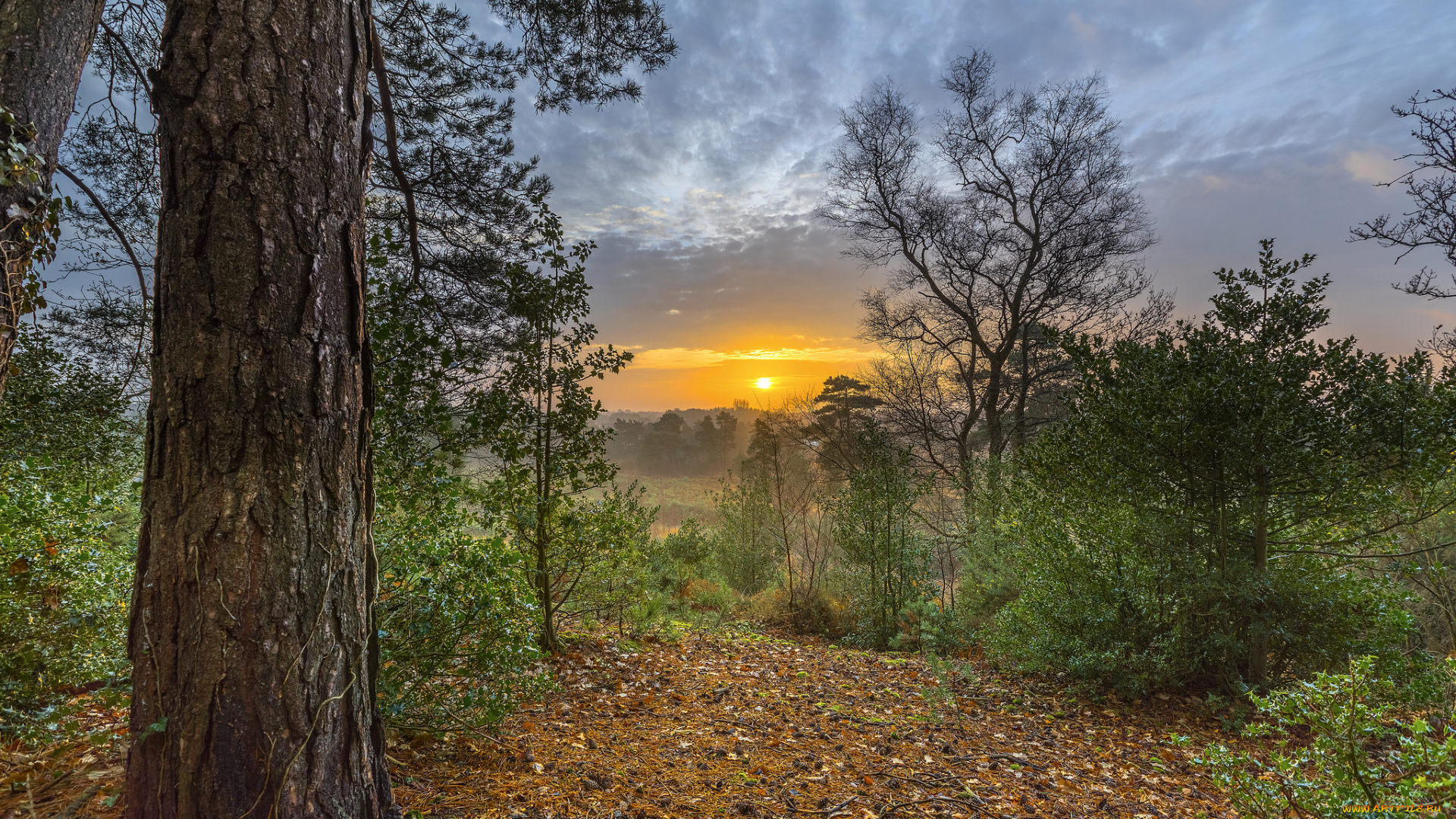 природа, лес, деревья