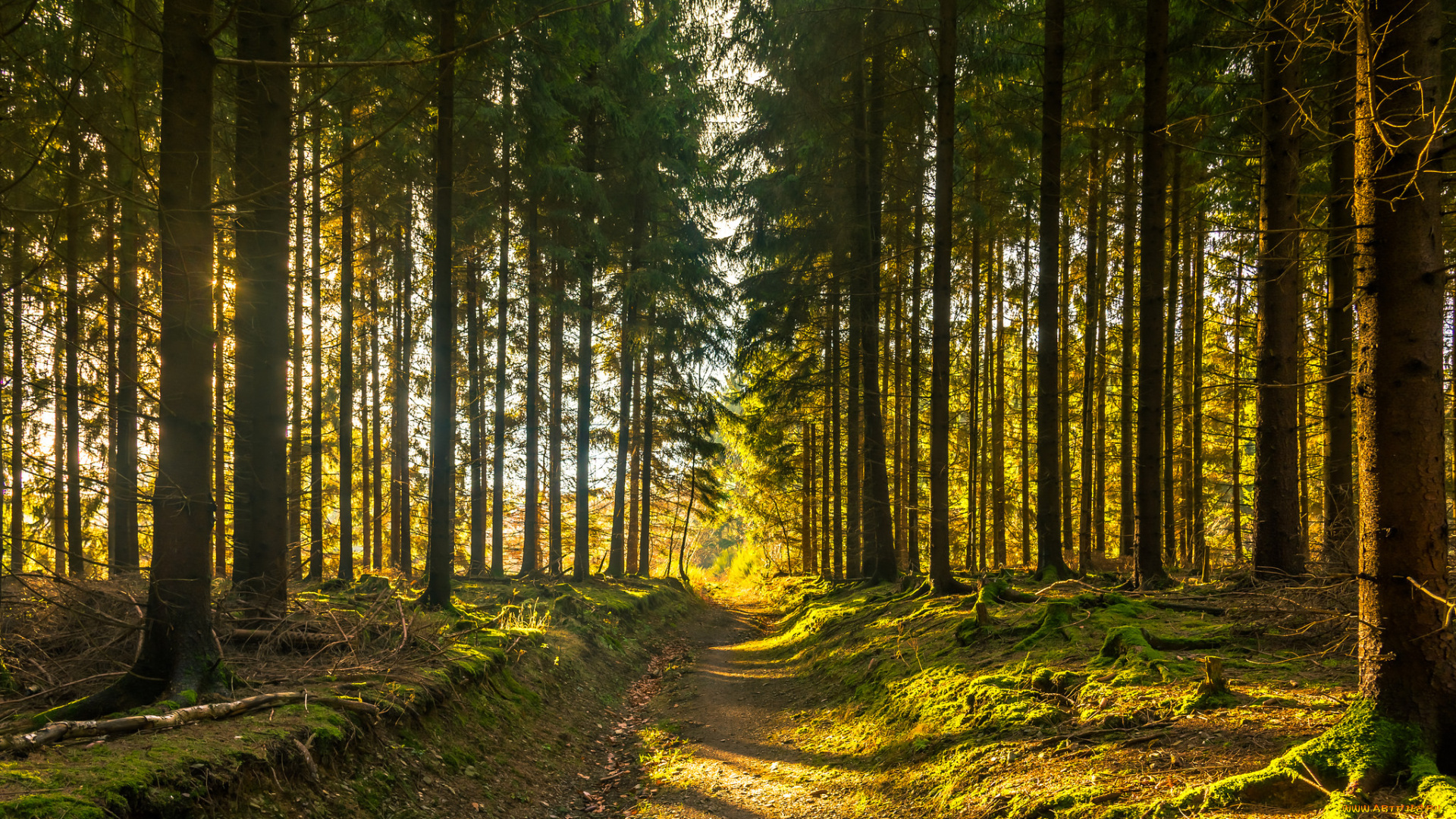 природа, лес, деревья