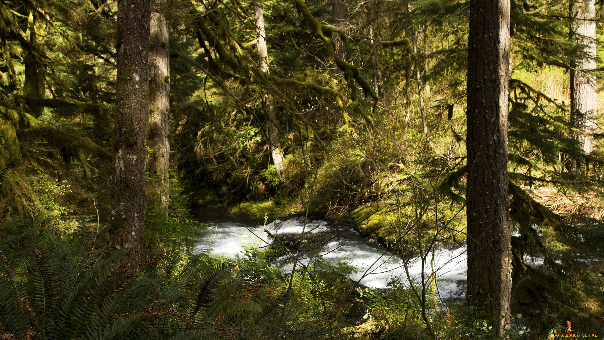 природа, реки, озера, лес, кусты, деревья, silver, falls, national, park, ручей, сша