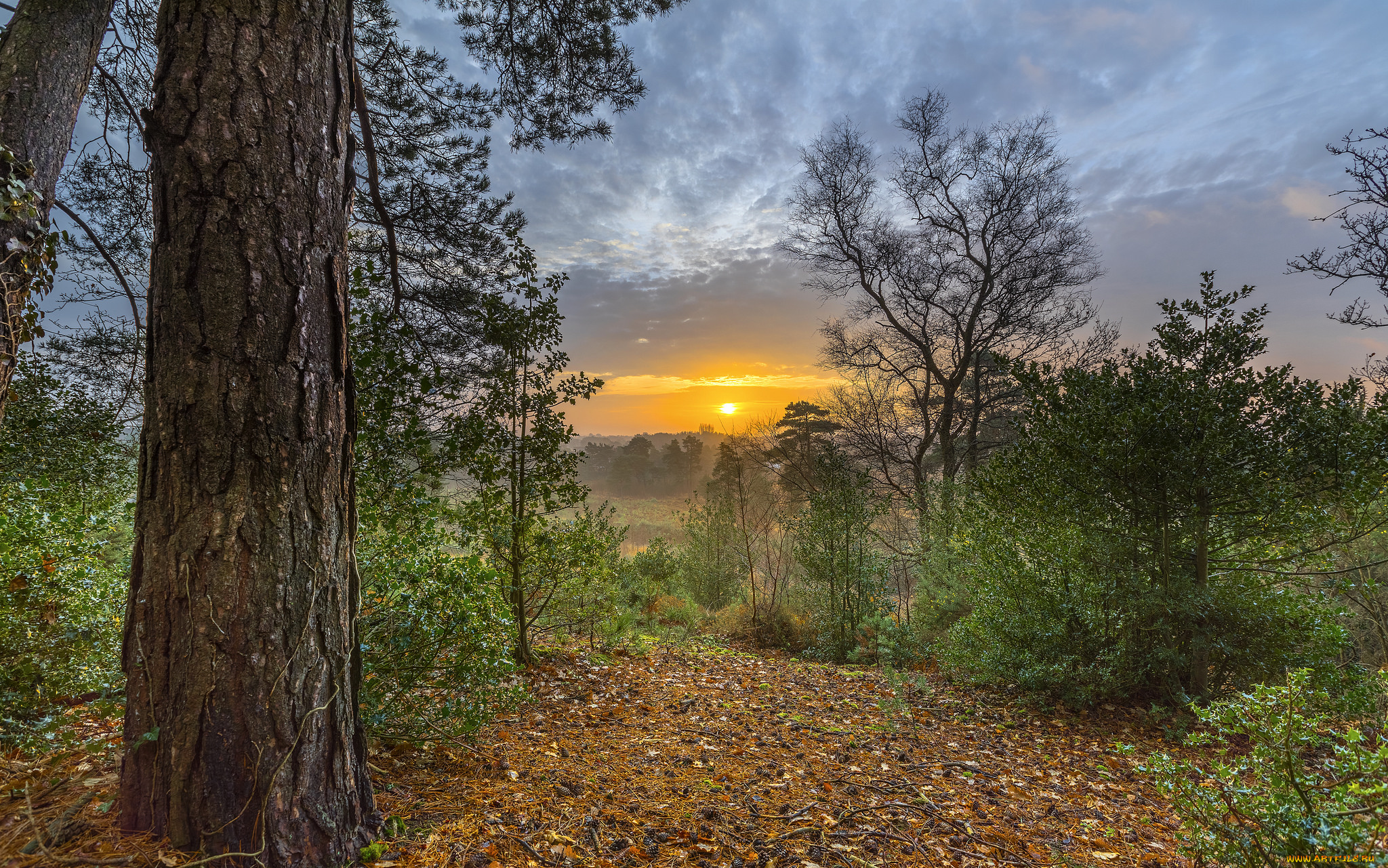 природа, лес, деревья