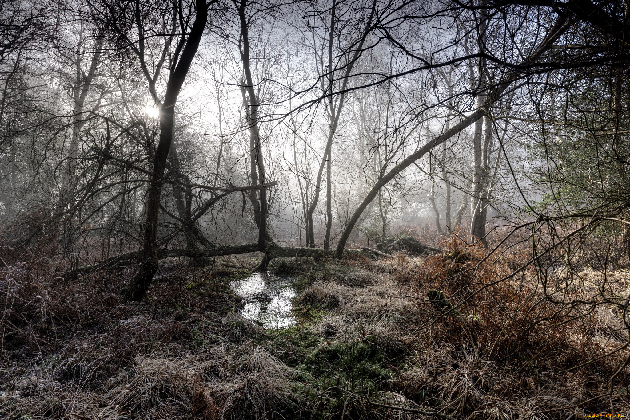 природа, лес, деревья