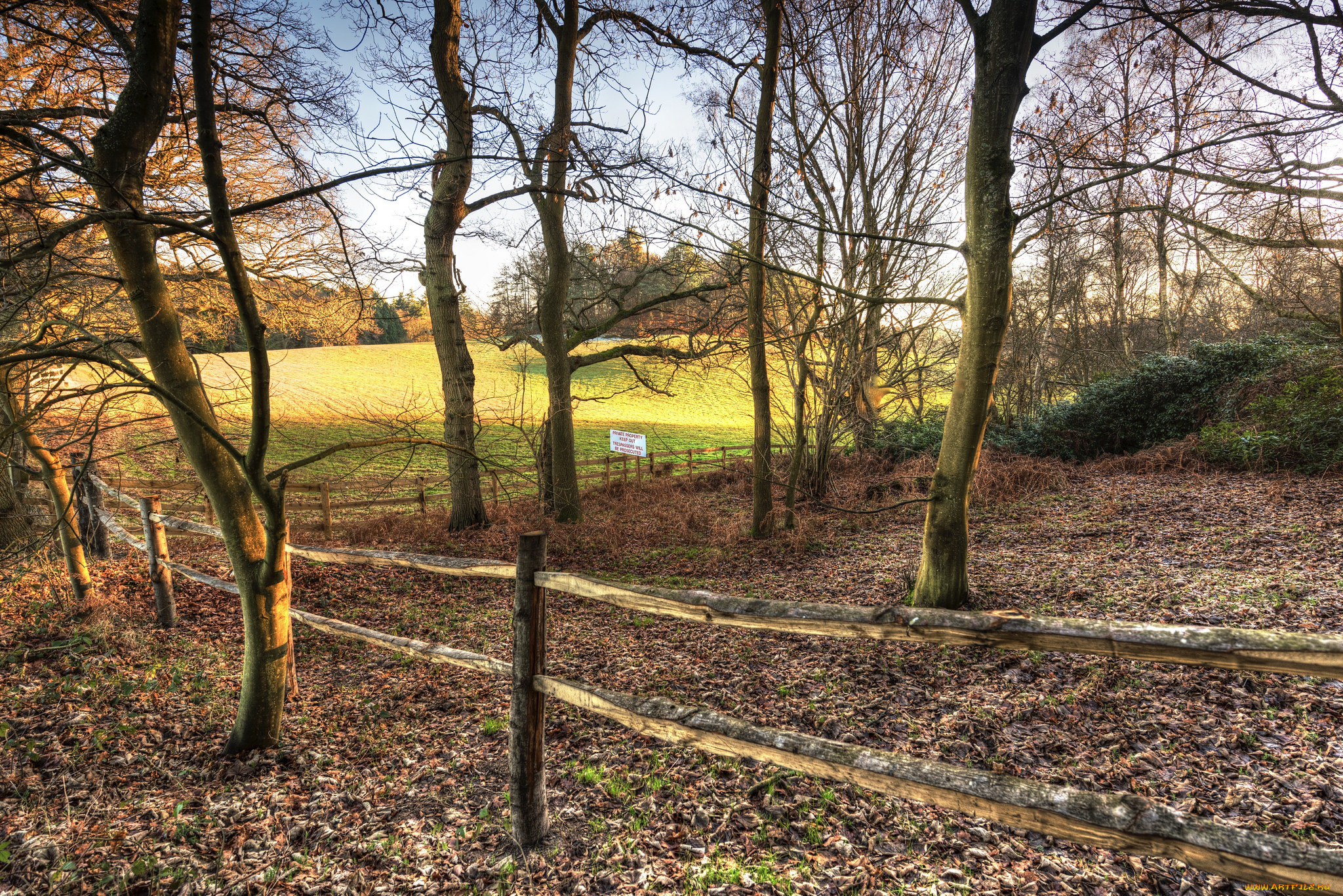 природа, лес, деревья