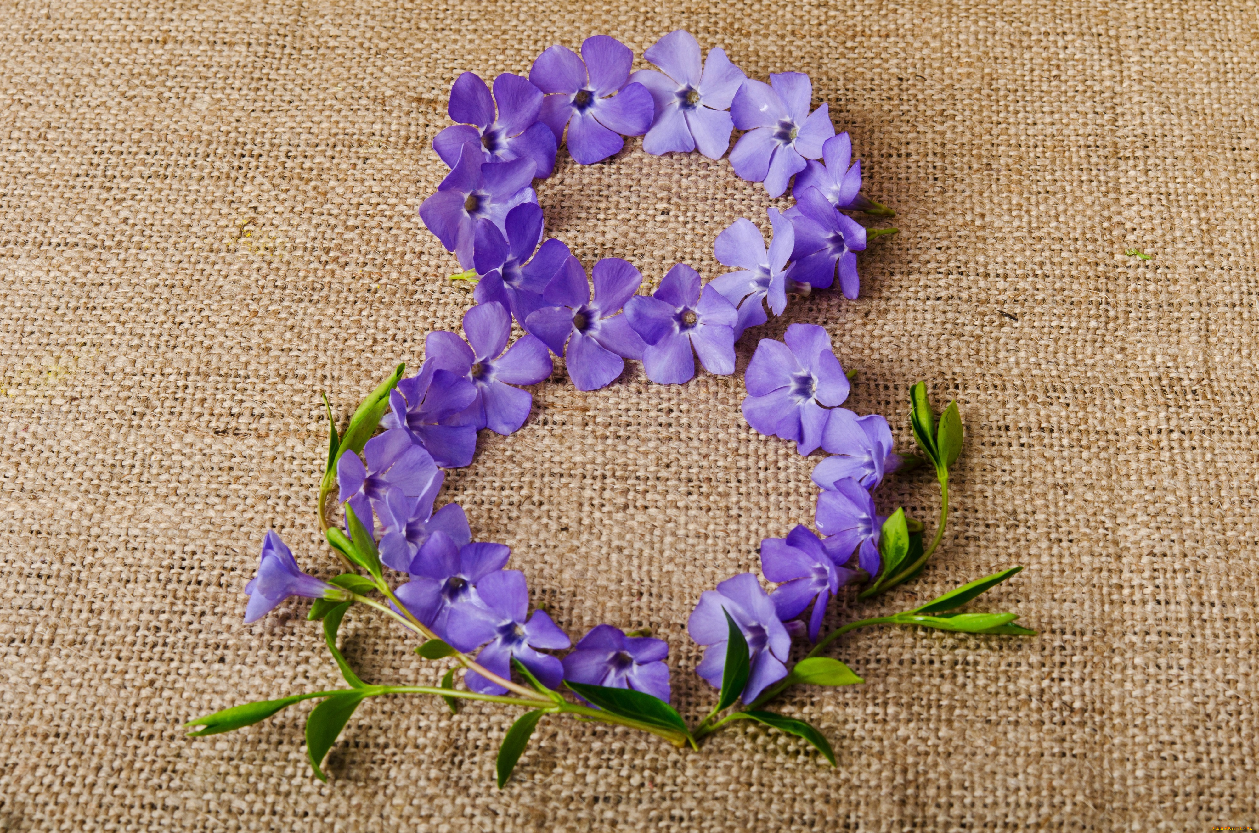 праздничные, международный, женский, день, -, 8, марта, vinca, дата, фон, барвинок, 8, марта, цифра, фиолетовые, женский, день, ткань, цветы