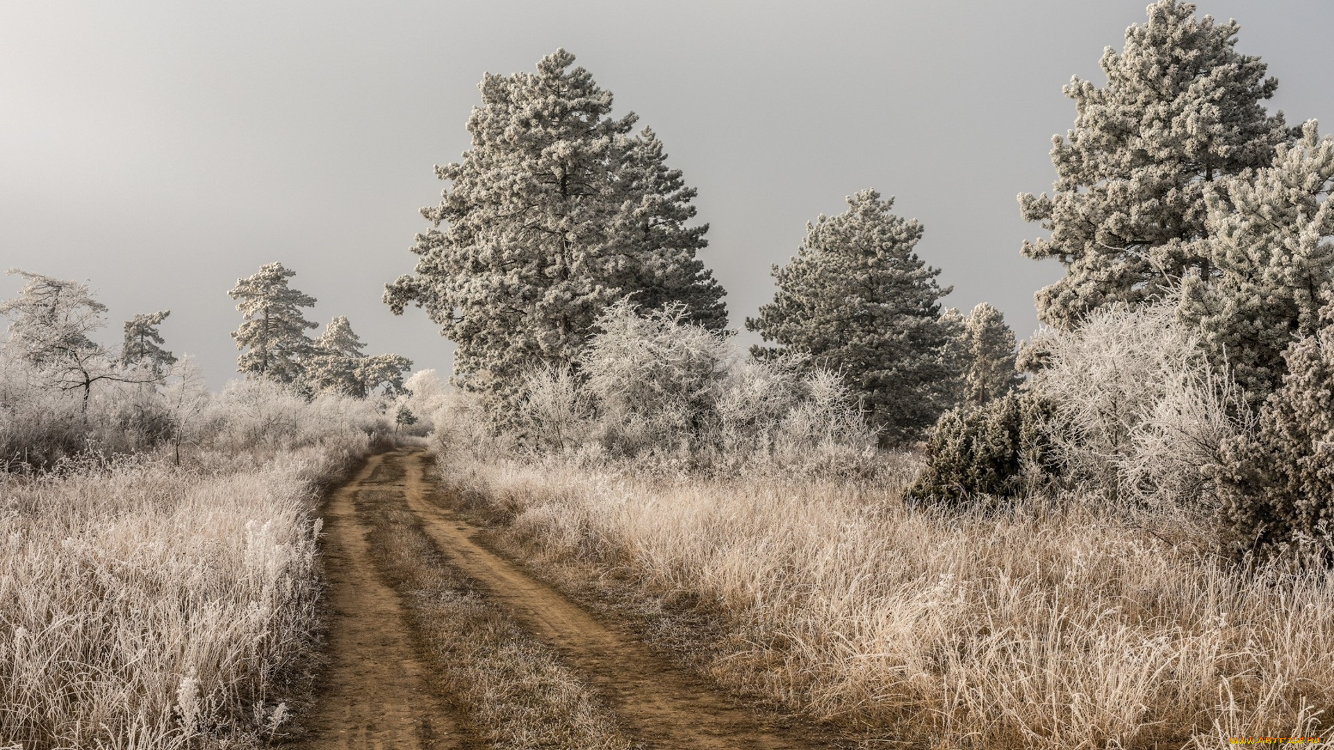 природа, дороги, иней, дорога, деревья, зима
