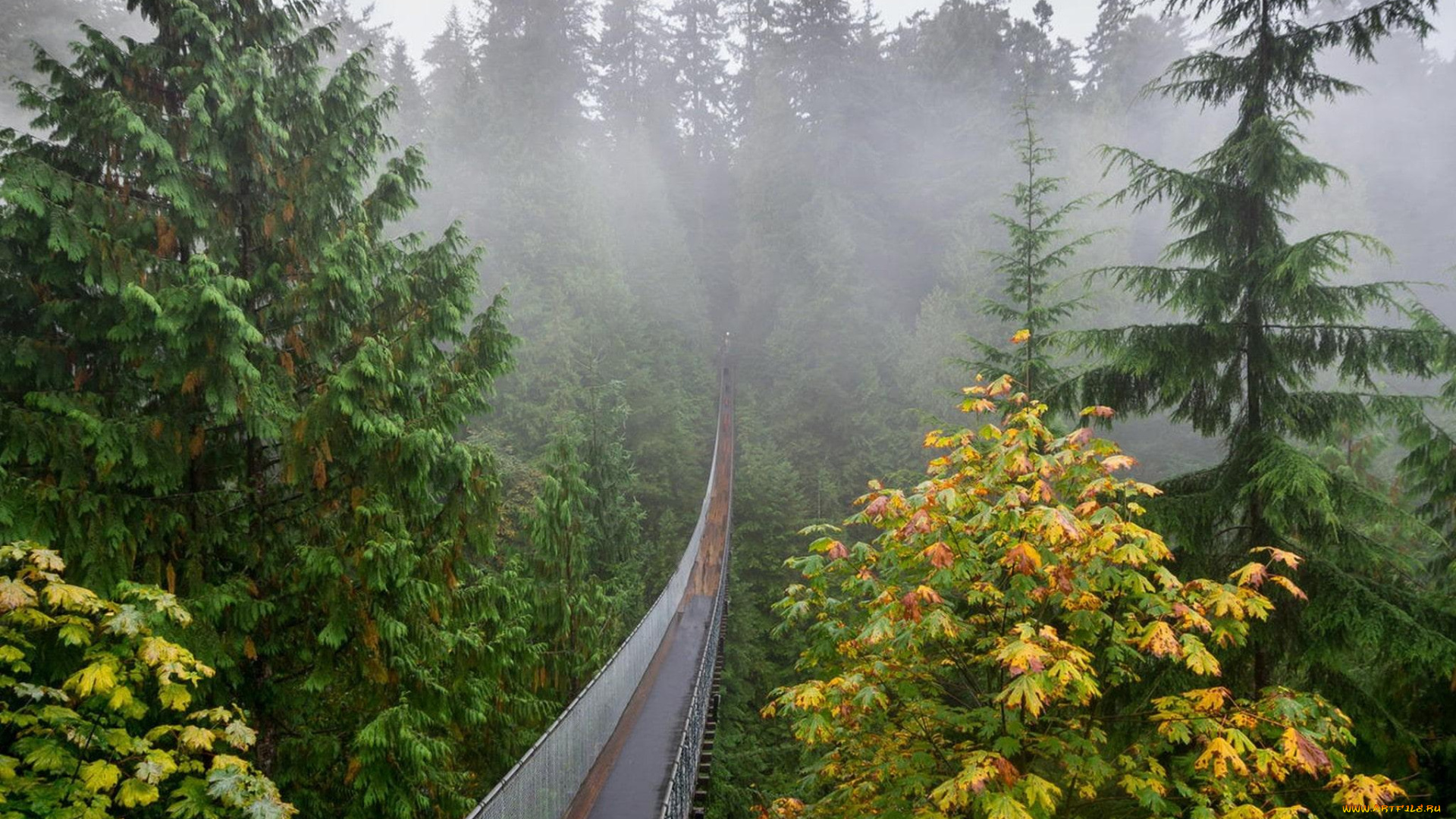 природа, дороги, туман, осень, деревья, мост, подвесной, лес