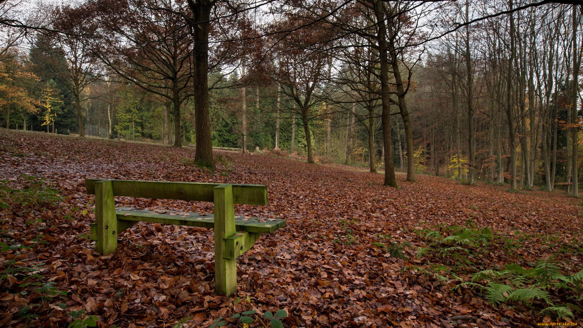 природа, лес, скамейка, деревья, осень, листья