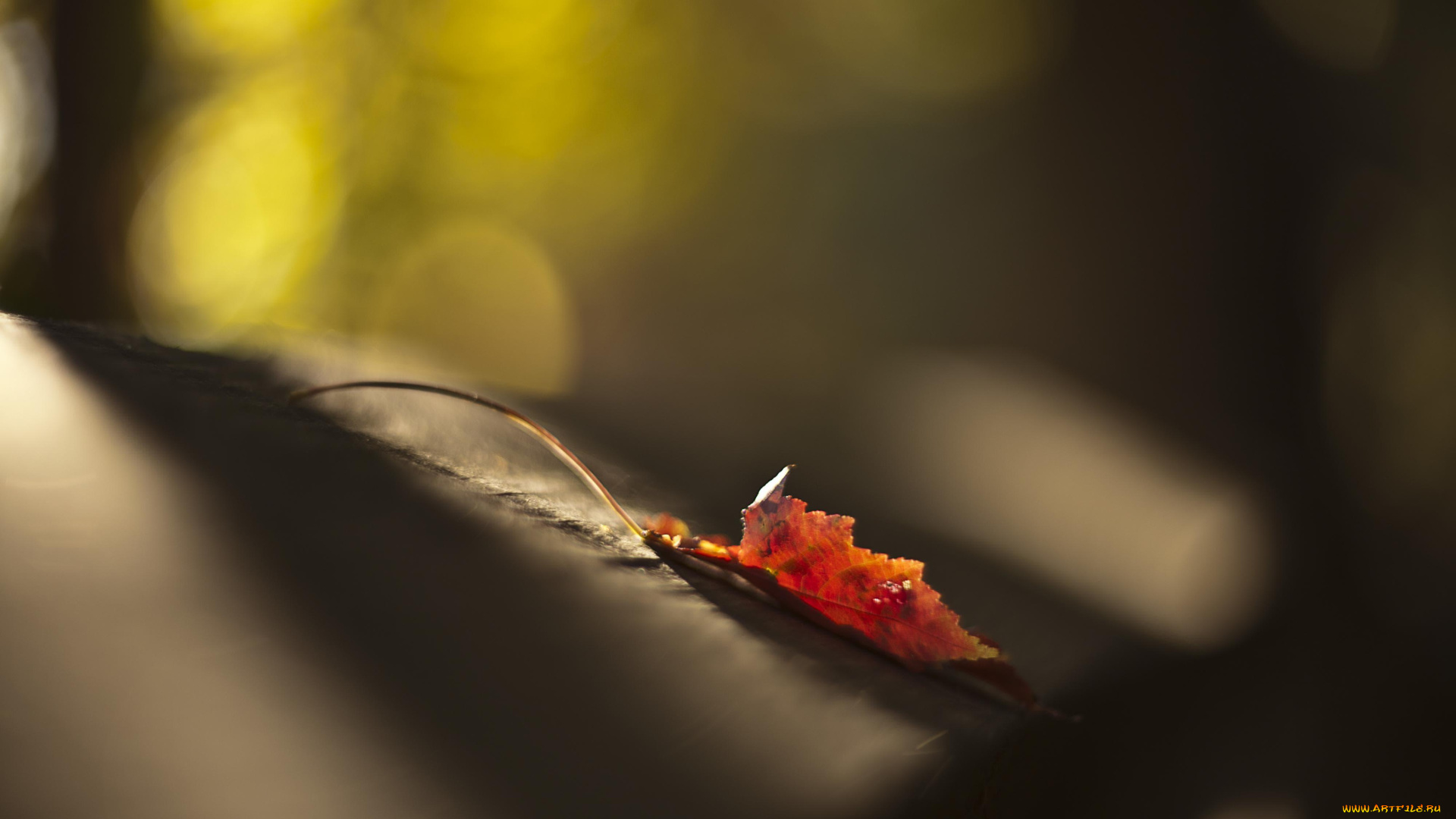 природа, листья, осень, лист, макро