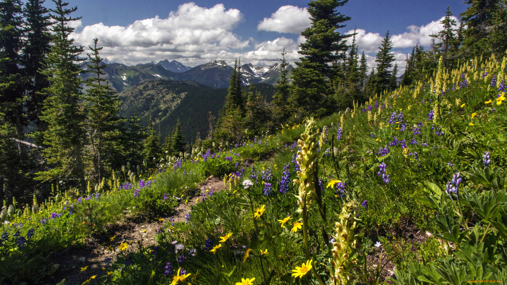 природа, луга, простор