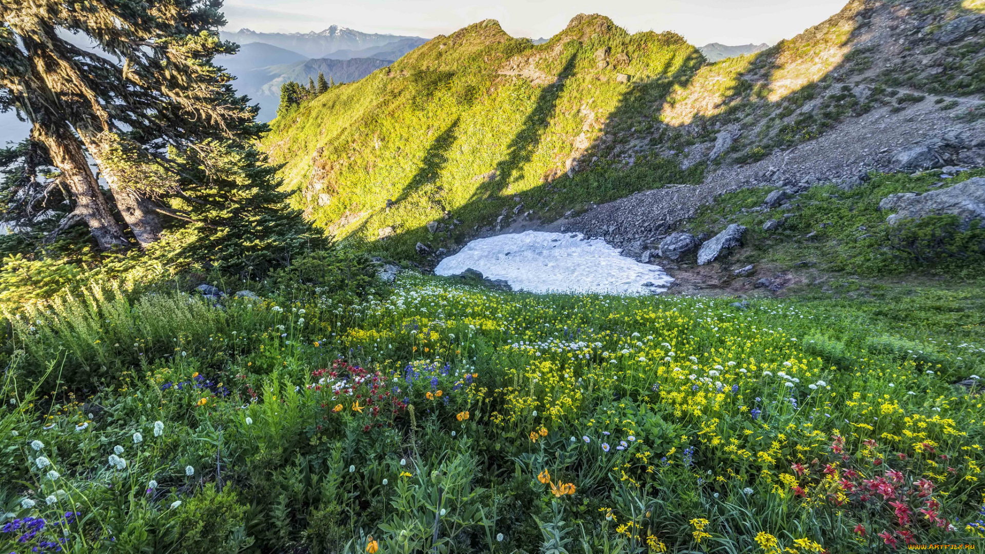 природа, луга, простор