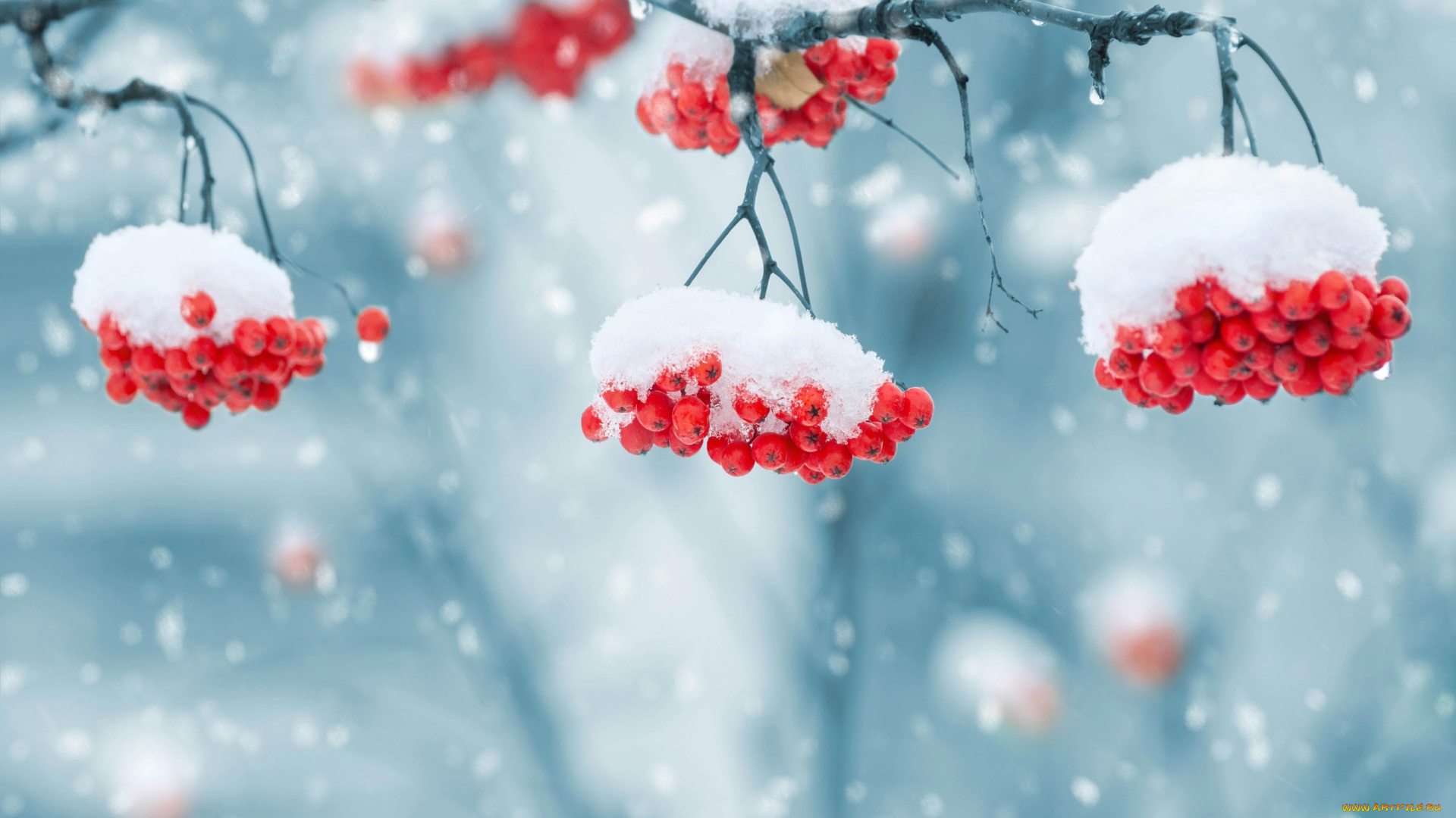 природа, Ягоды, , рябина, зима, снег, ветки, ягоды, гроздья