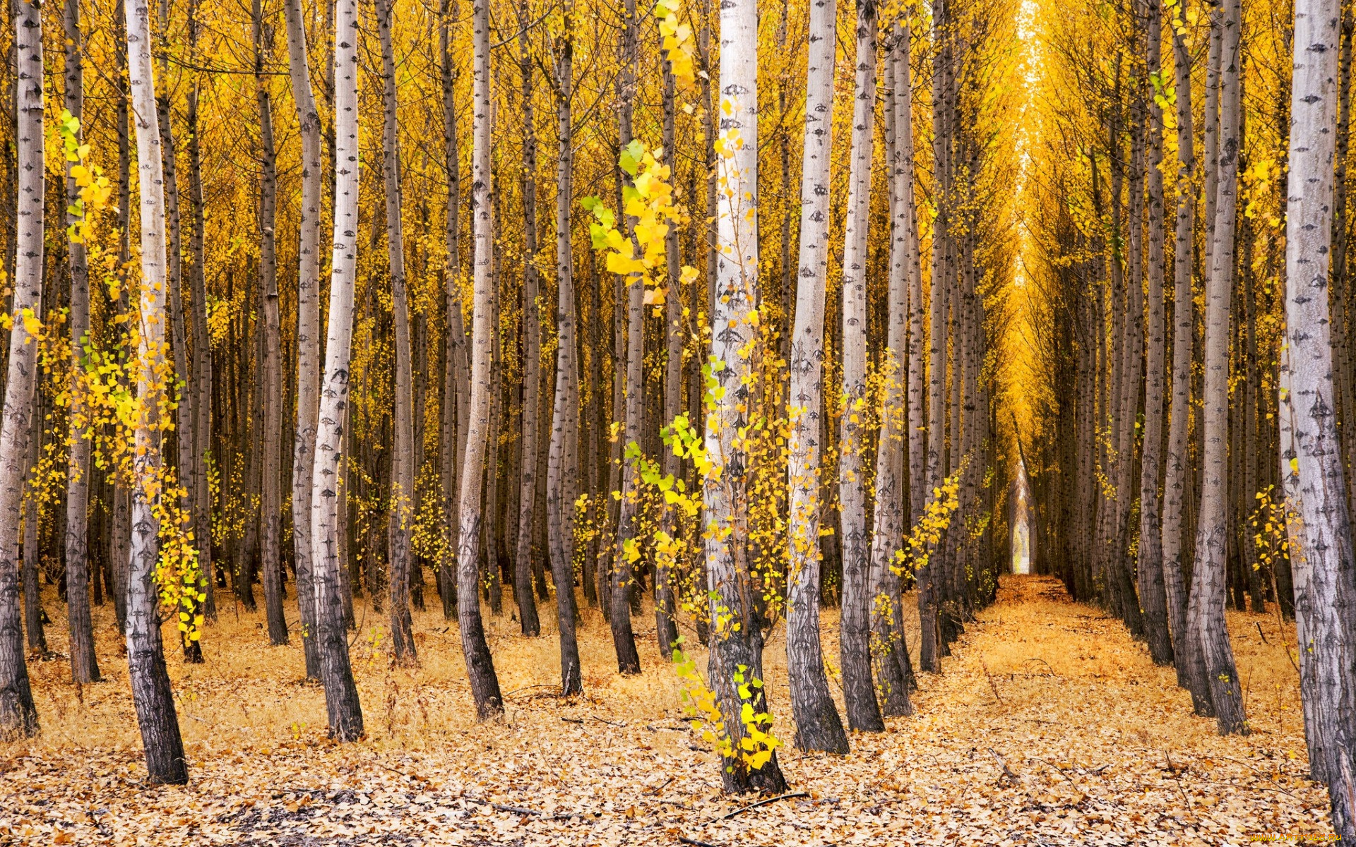 природа, лес, деревья, осень