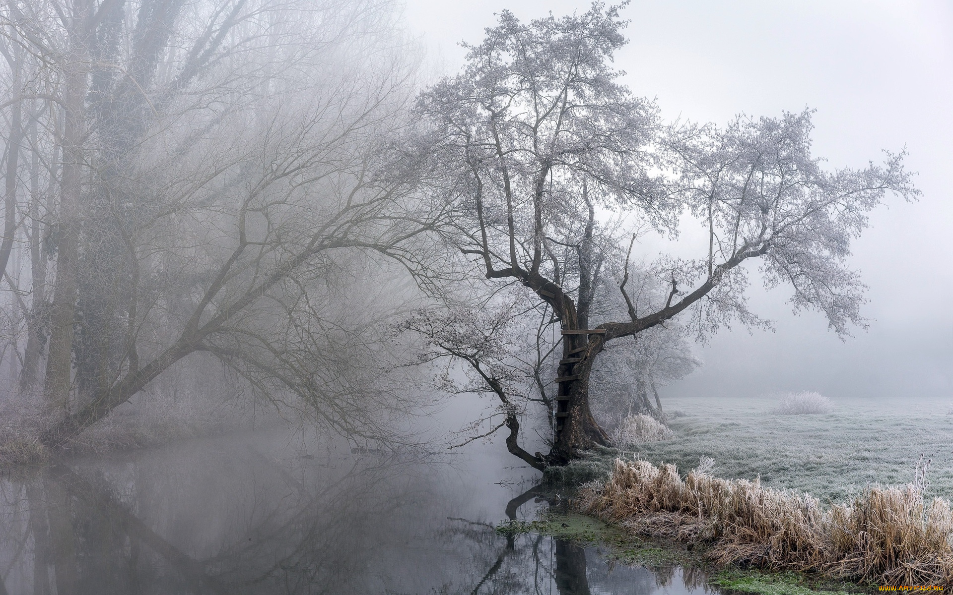 природа, реки, озера, туман, река