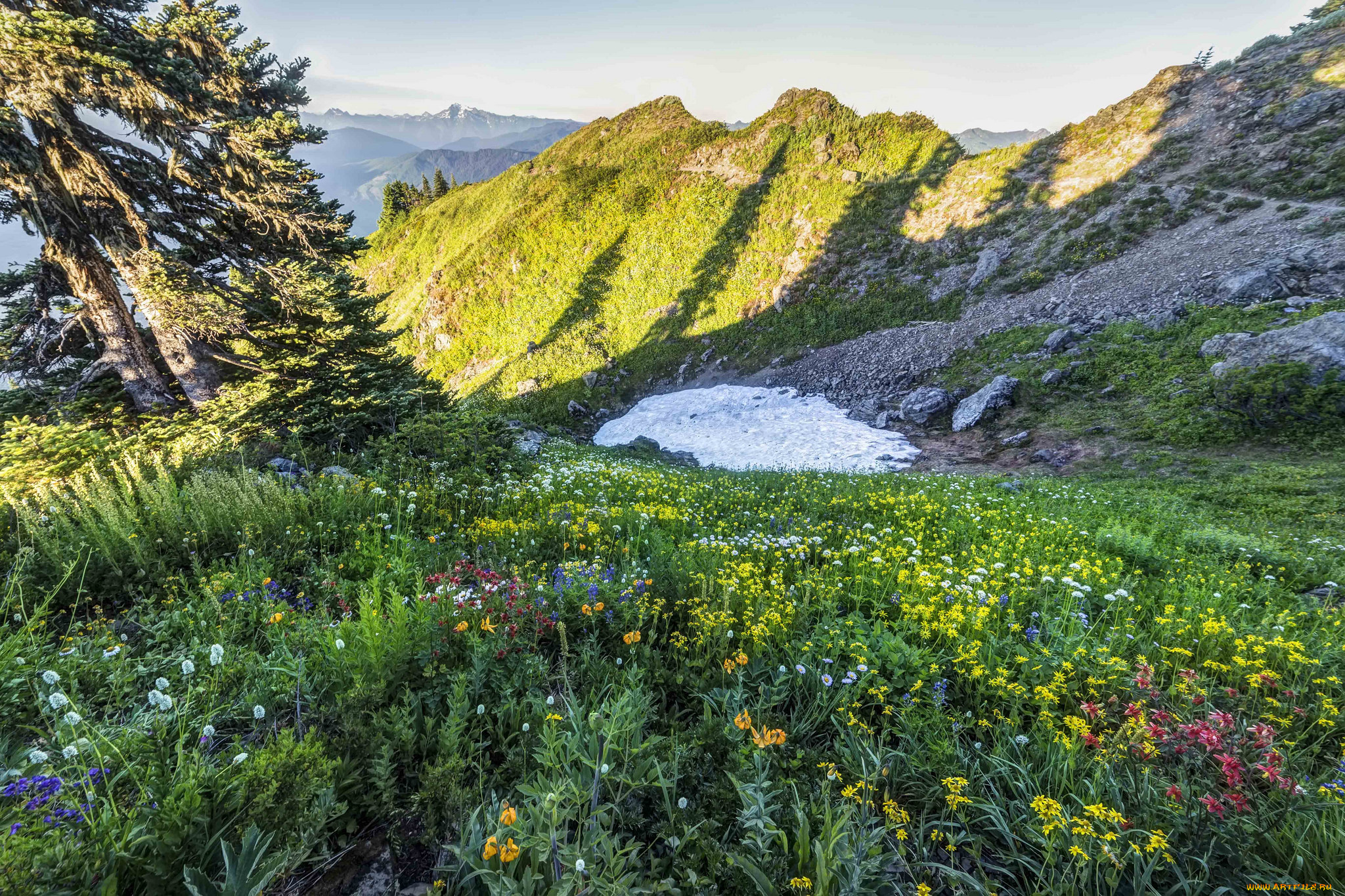 природа, луга, простор