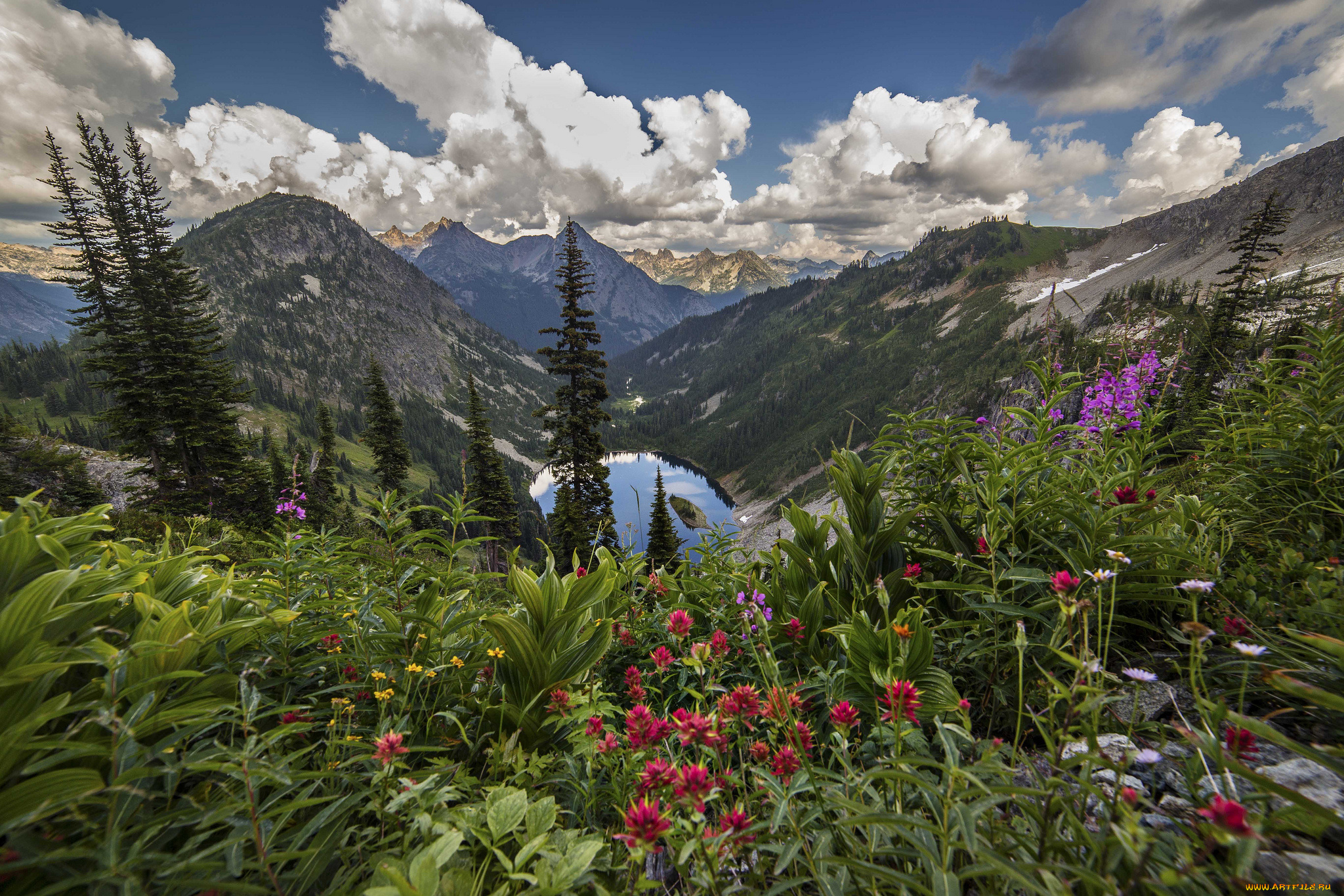 природа, луга, простор