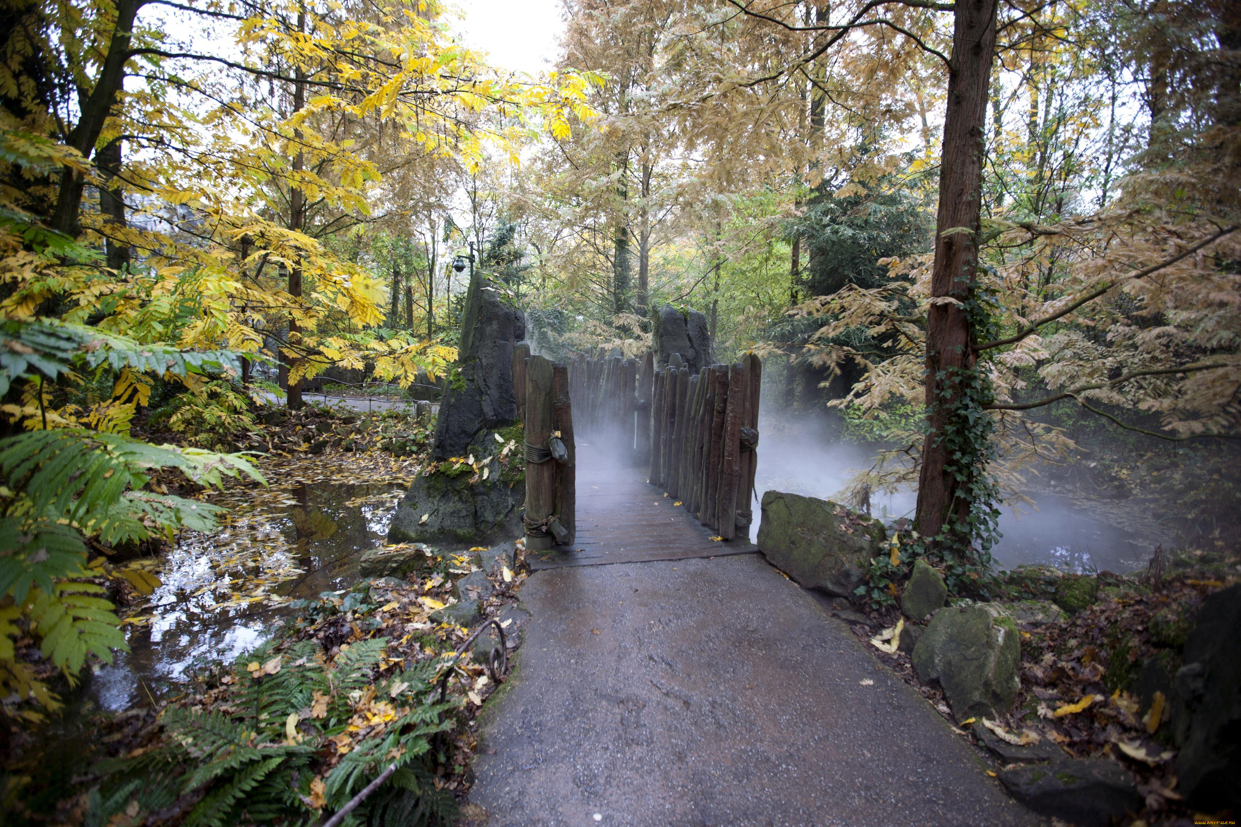 природа, лес, дорожка, мост, ручей, осень, деревья