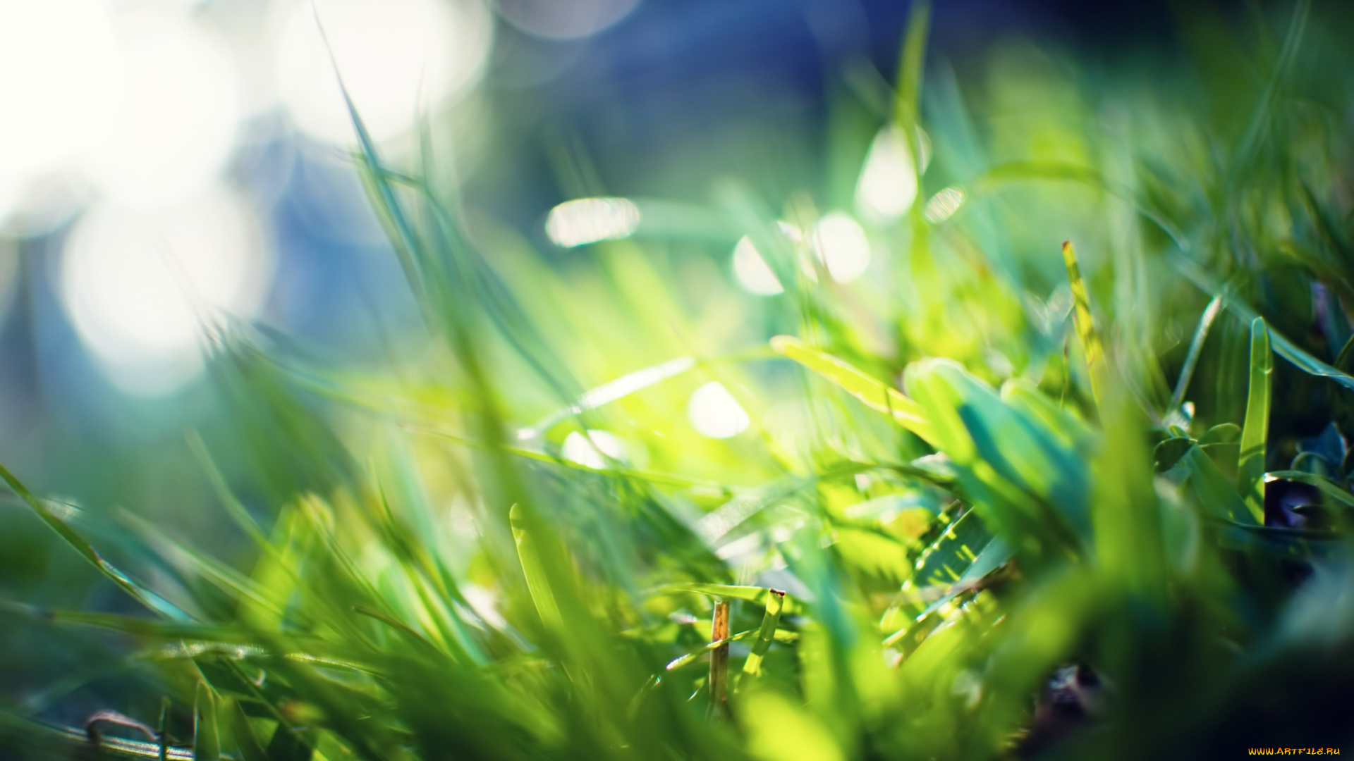 природа, макро, блики, трава