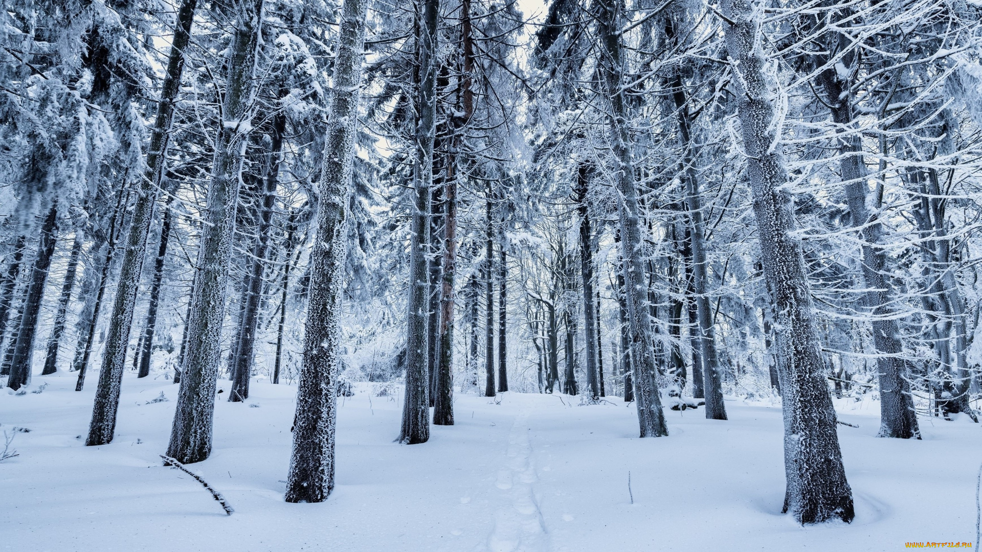 природа, зима, деревья, снег